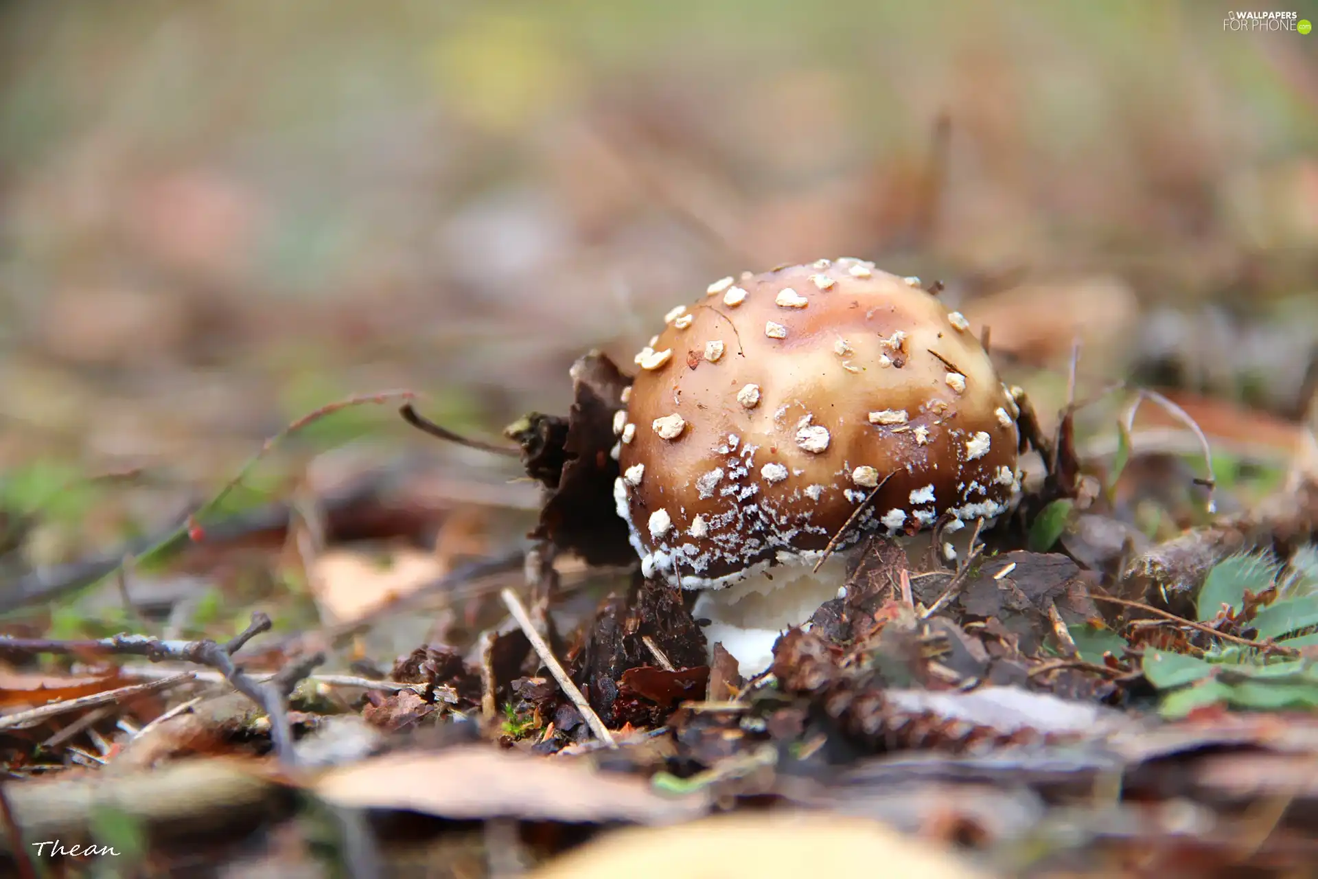 mushroom, White, Spots, toadstool