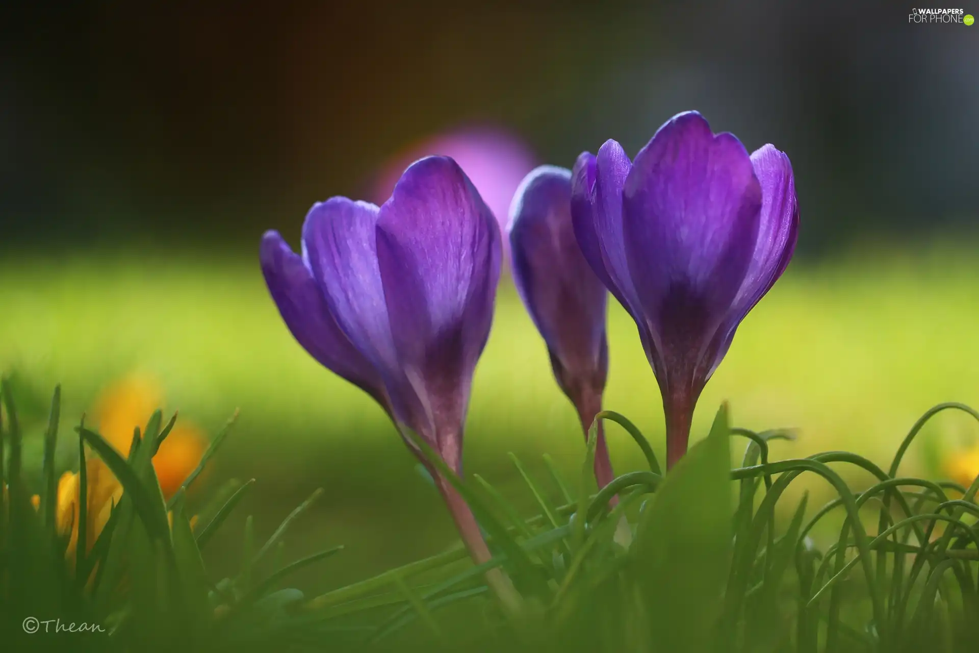 purple, Flowers, Spring, crocuses