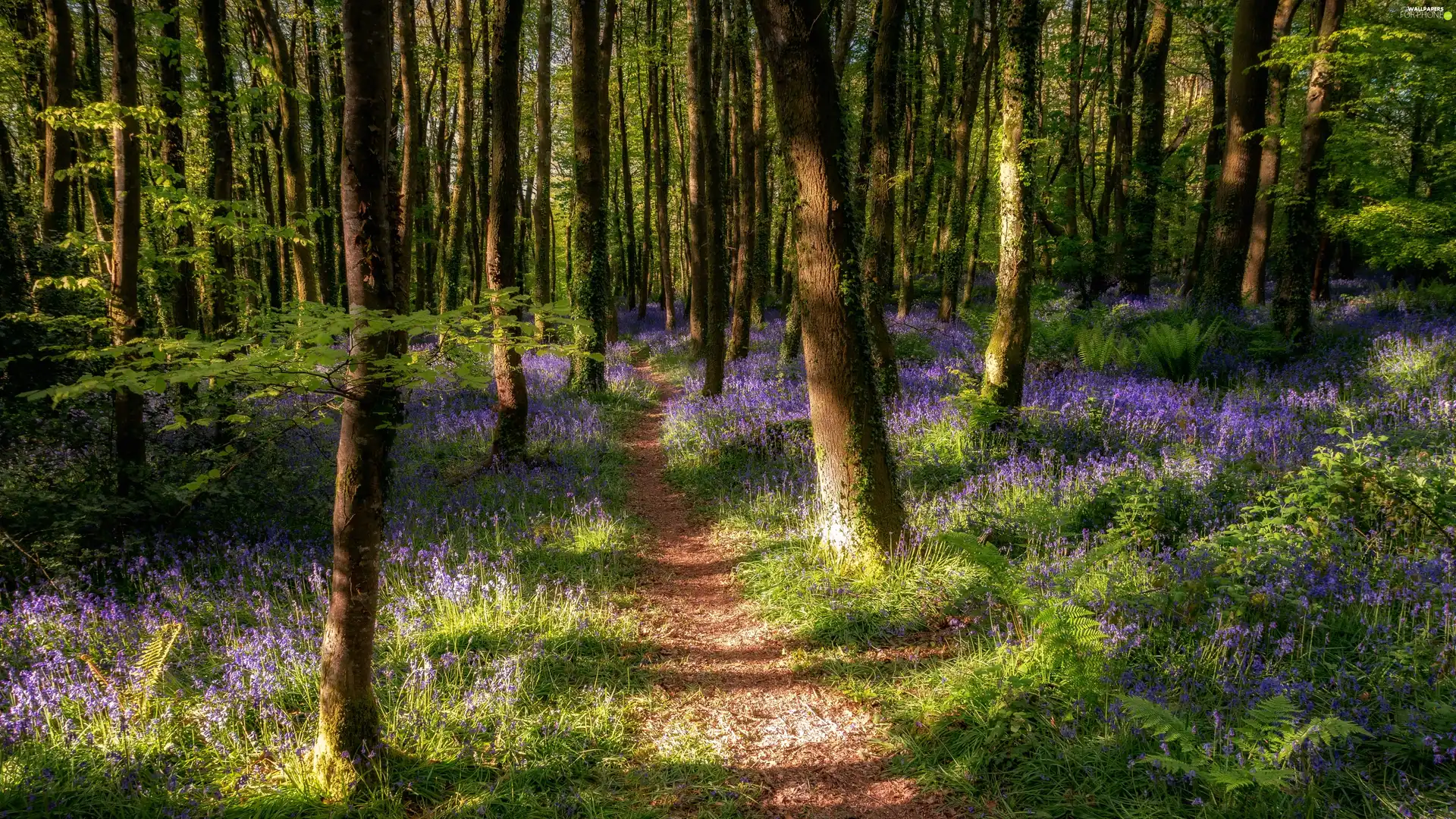viewes, forest, Flowers, Spring, Path, trees