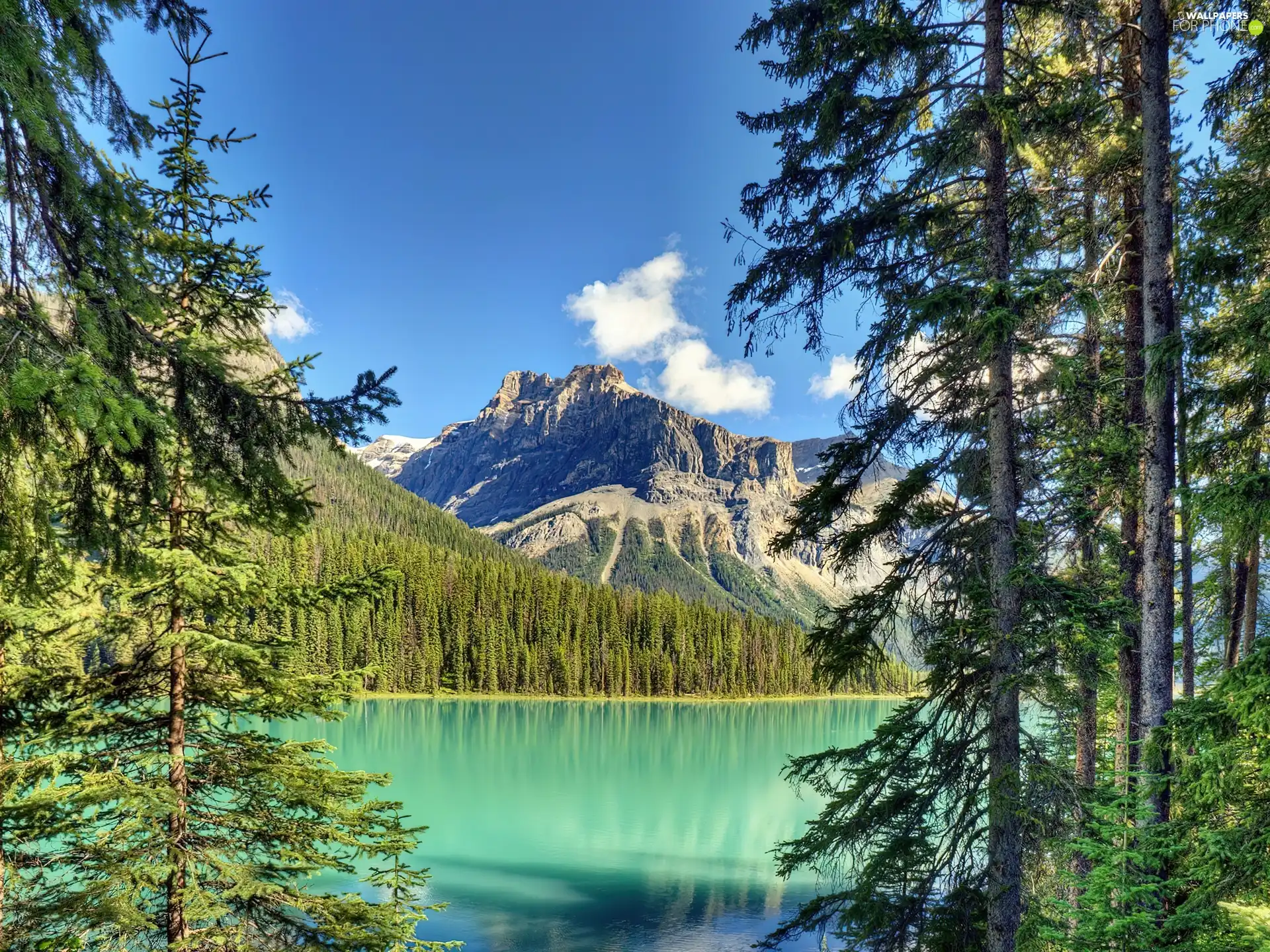 Mountains, lake, Spruces, forest