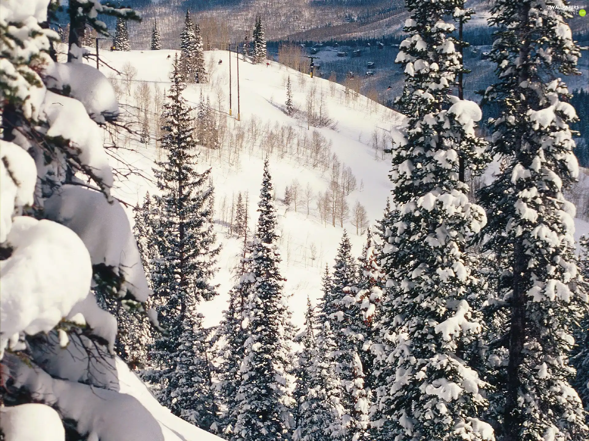 Snowy, Mountains, Spruces, slopes