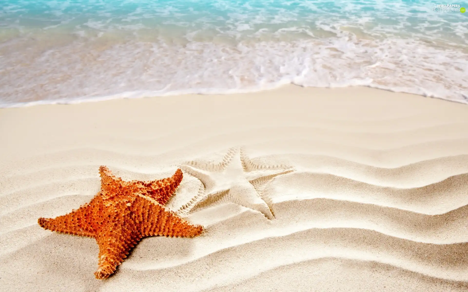 starfish, Beaches, sea