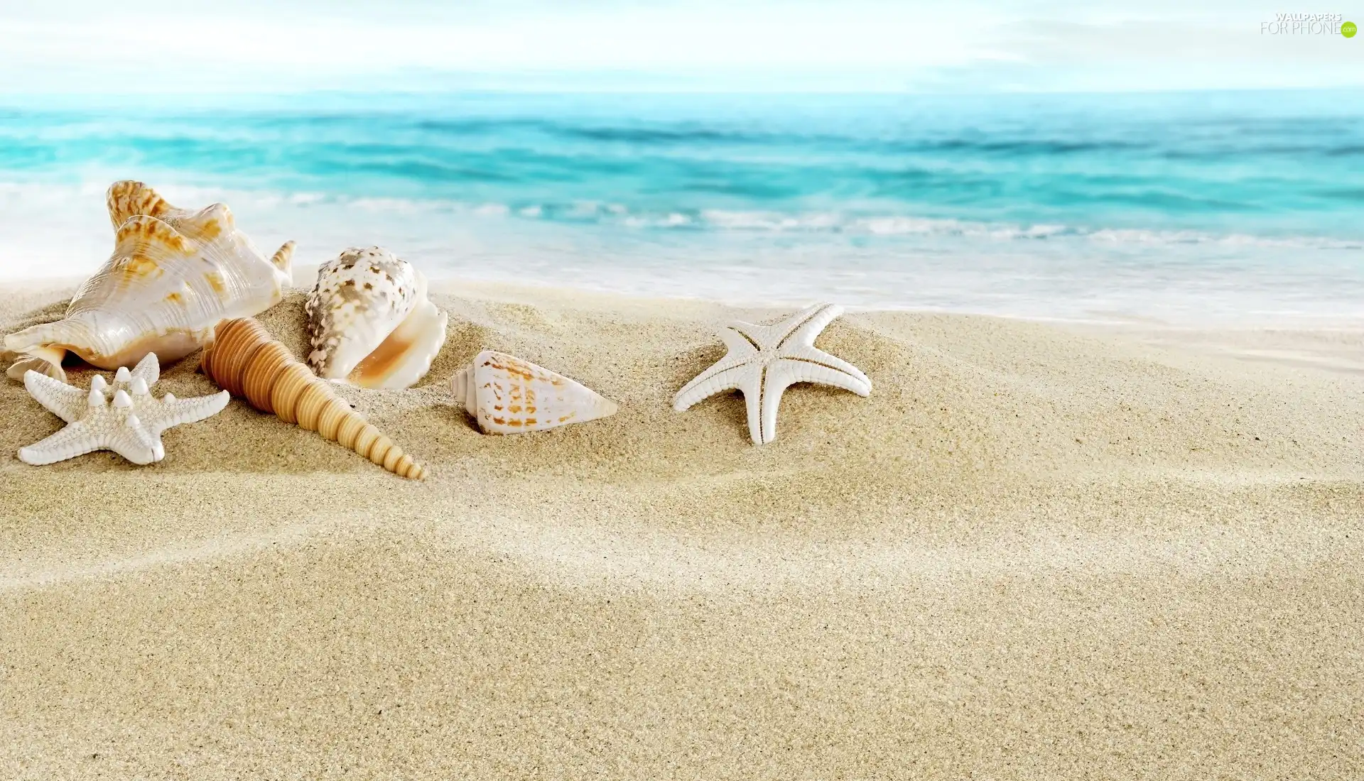 Shells, Sand, sea, starfish
