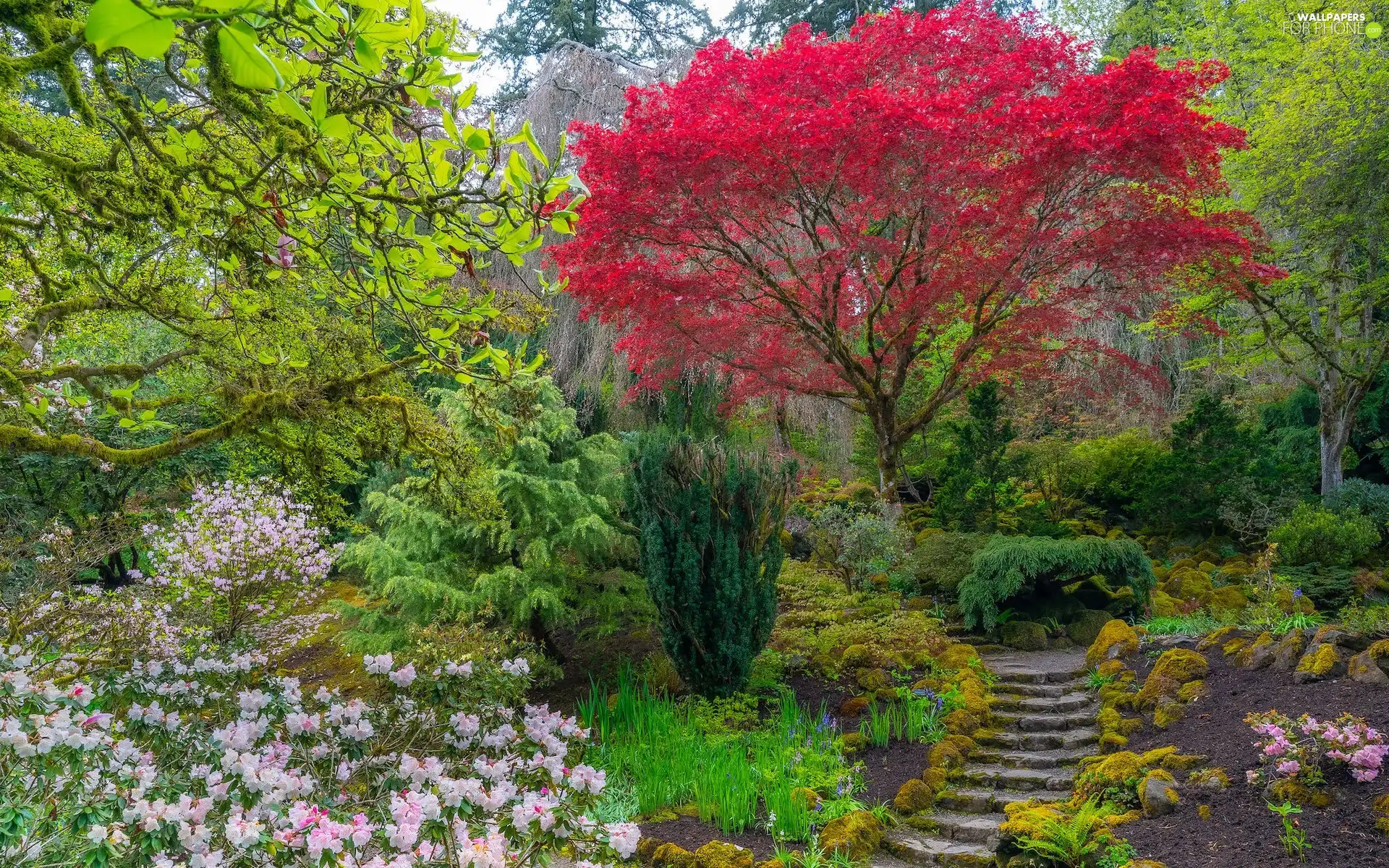 Japanese Garden, trees, Stairs, viewes, rhododendron, Portland, The United States, Maple Palm