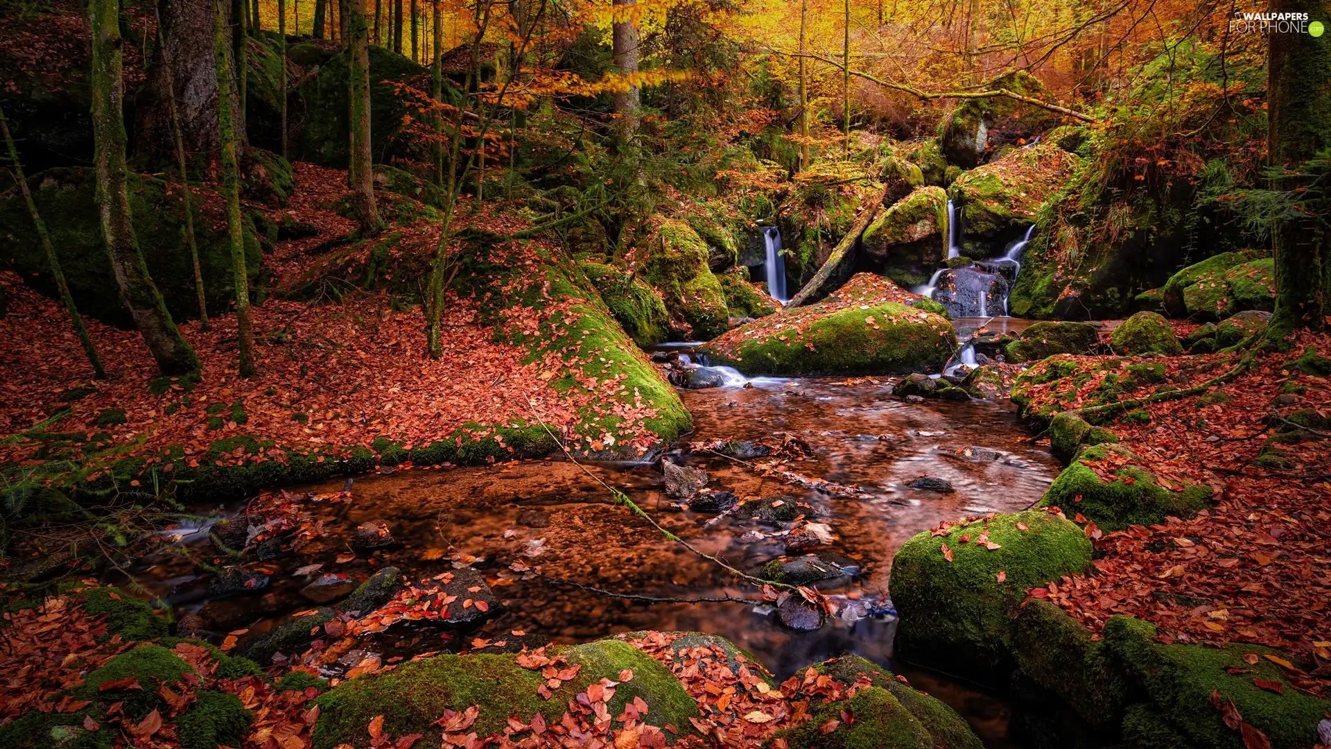 Stones, River, viewes, fallen, mossy, forest, trees, Leaf, autumn, rocks
