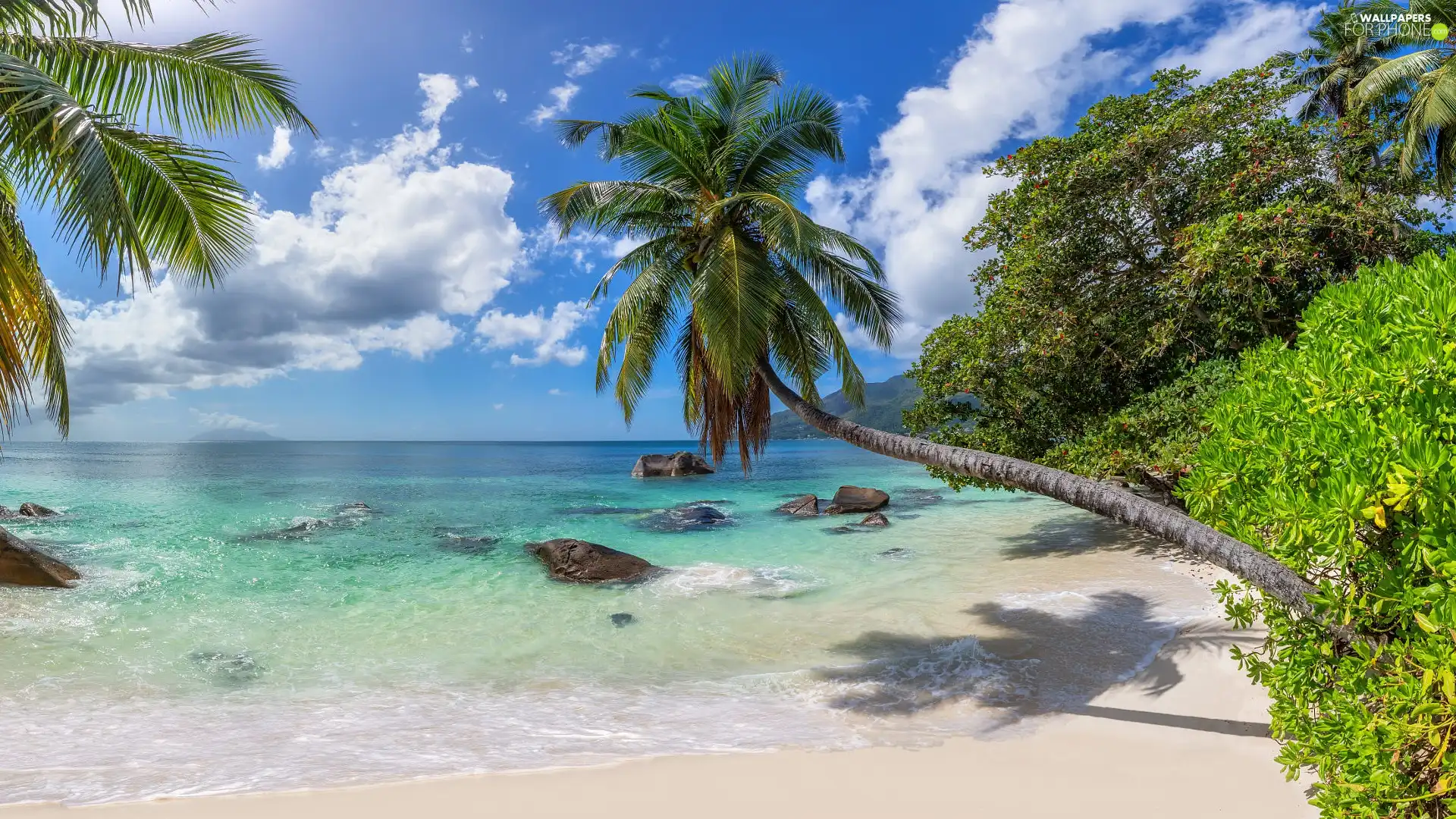 Palms, trees, Seychelles, viewes, clouds, Beaches, sea, Stones
