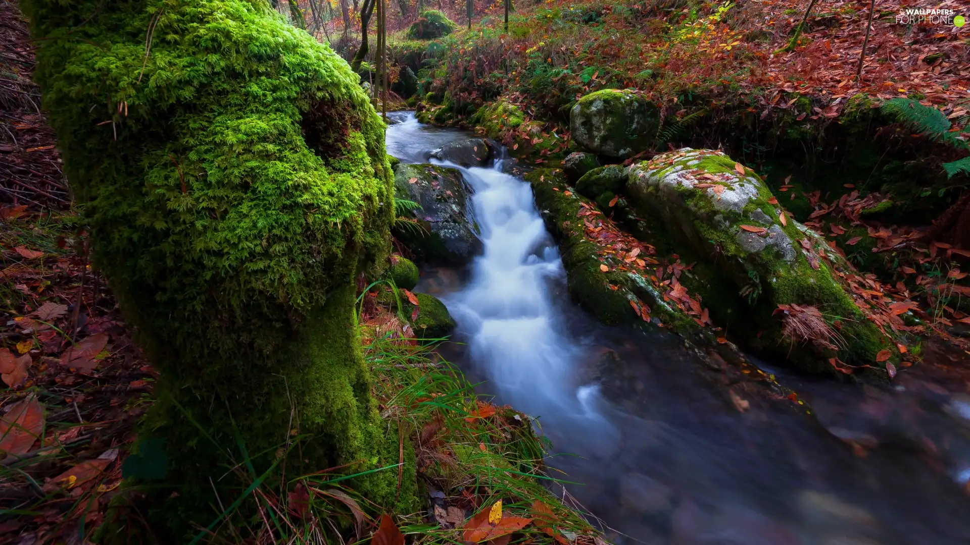 cascade, forest, mossy, stream, autumn, Stones, Leaf