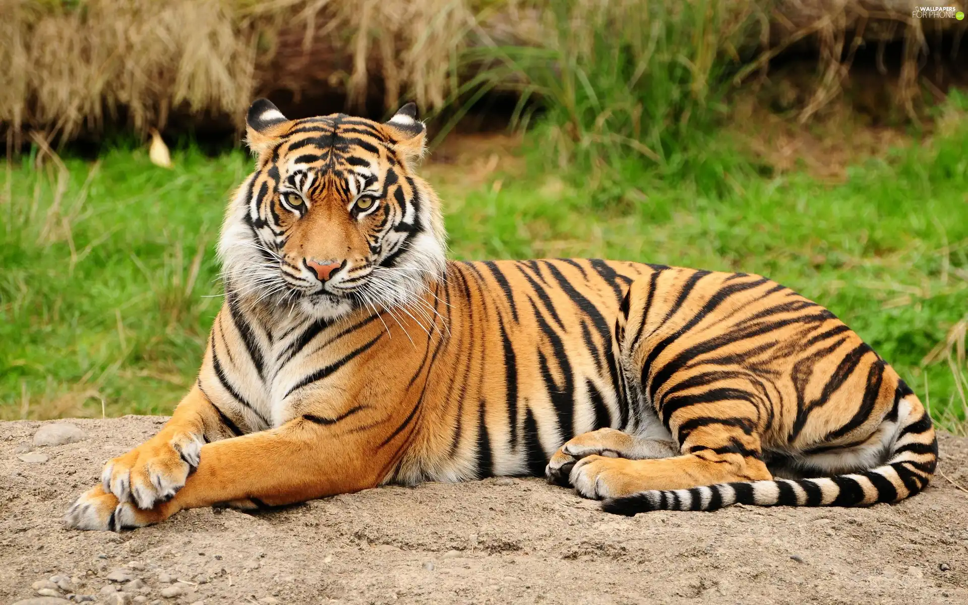 stripes, majestic, tiger