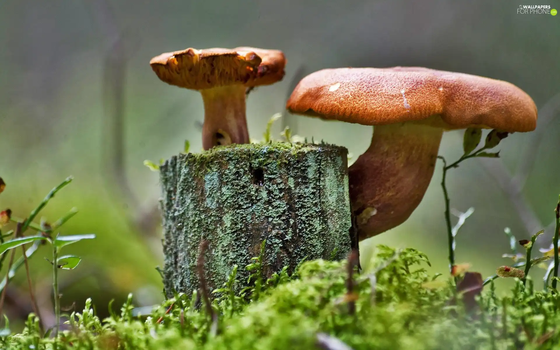 mushrooms, stump