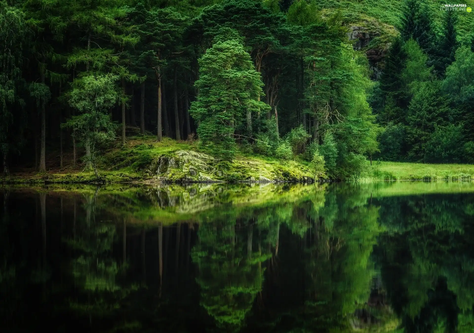 forest, reflection, summer, lake