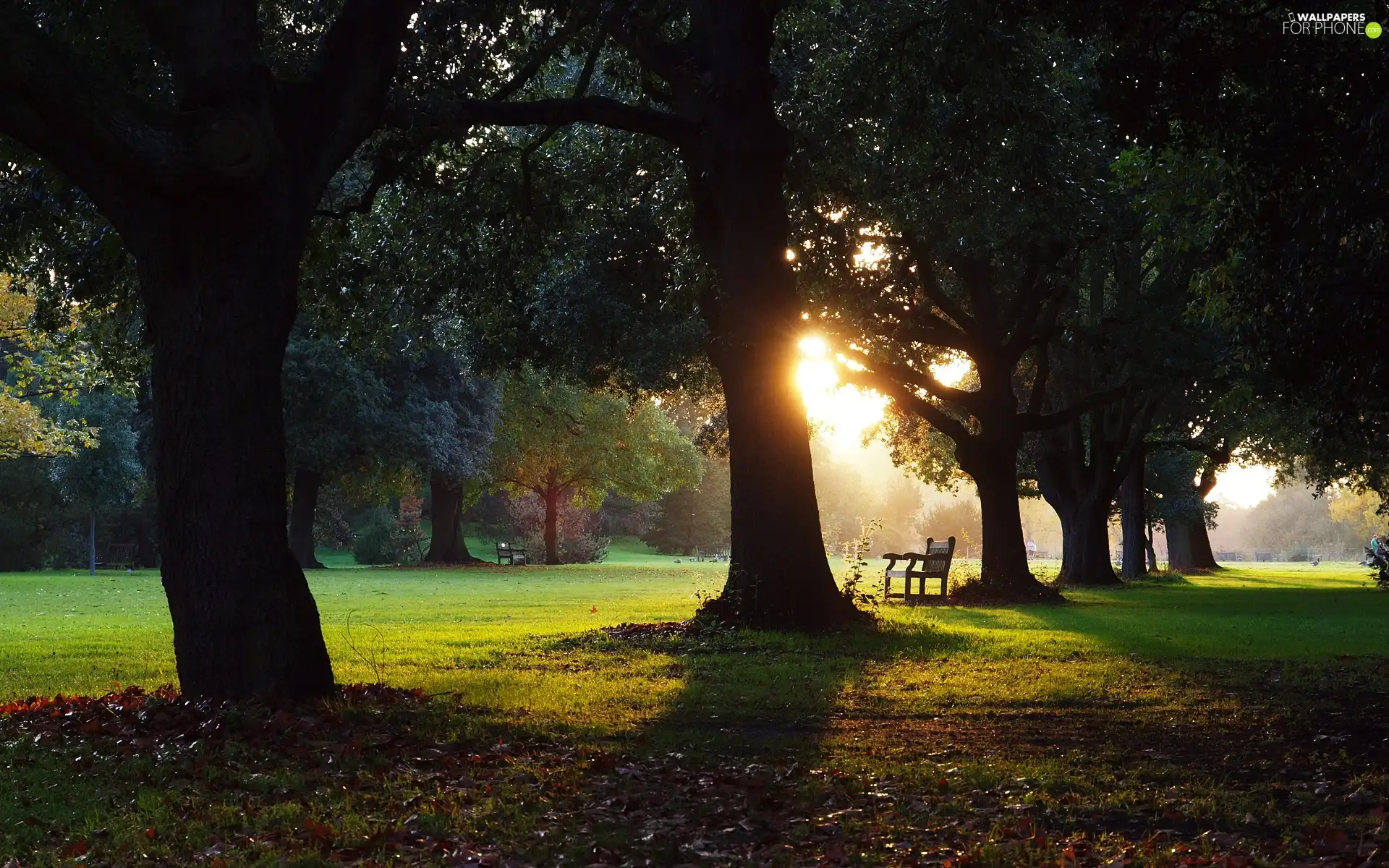 sun, Bench, viewes, west, trees
