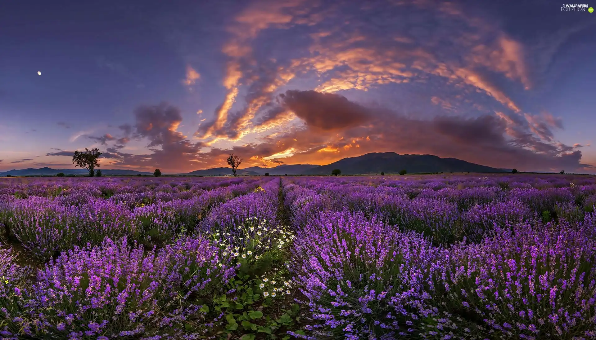 sun, clouds, Field, west, lavender
