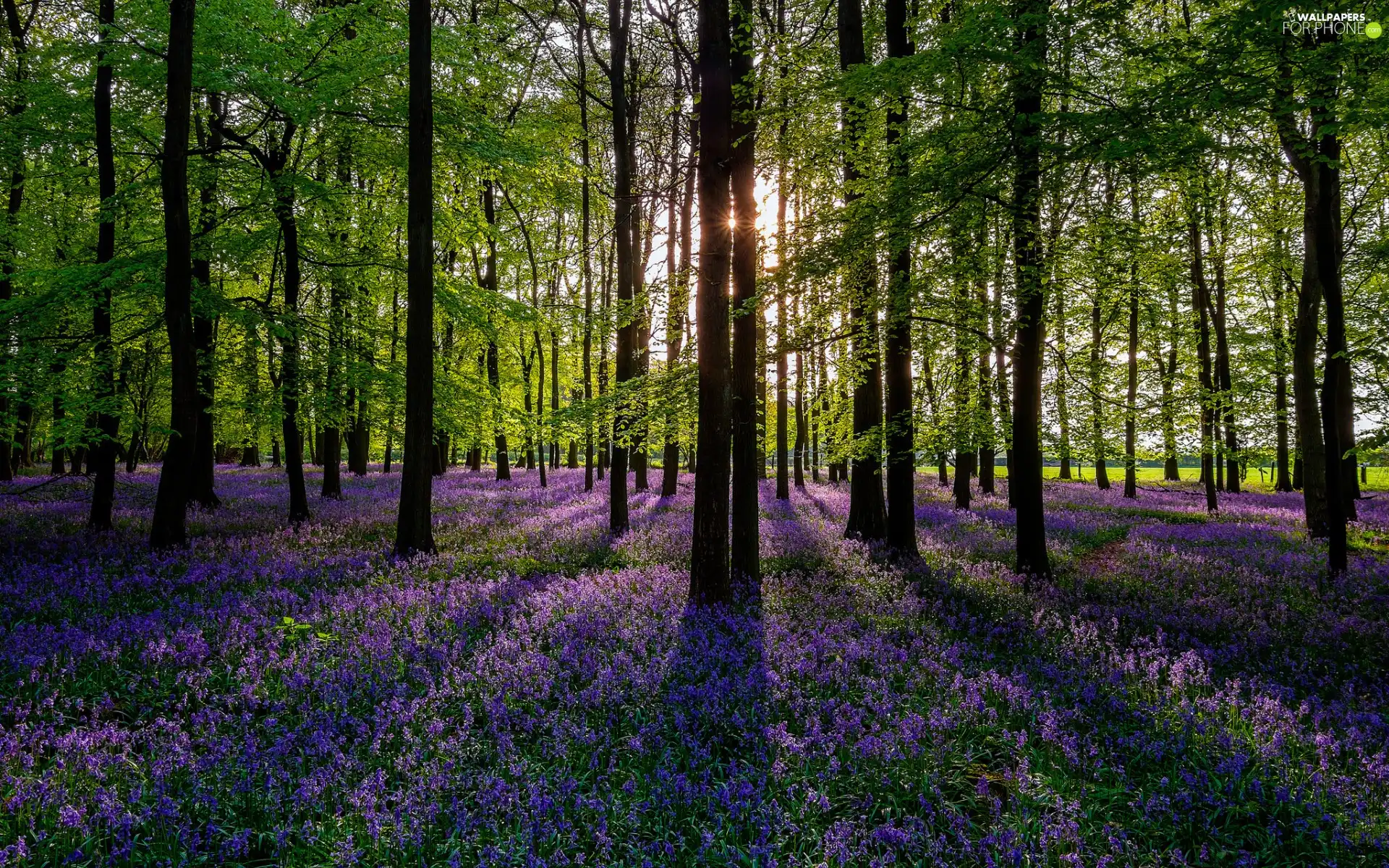 viewes, forest, sun, Spring, Flowers, trees