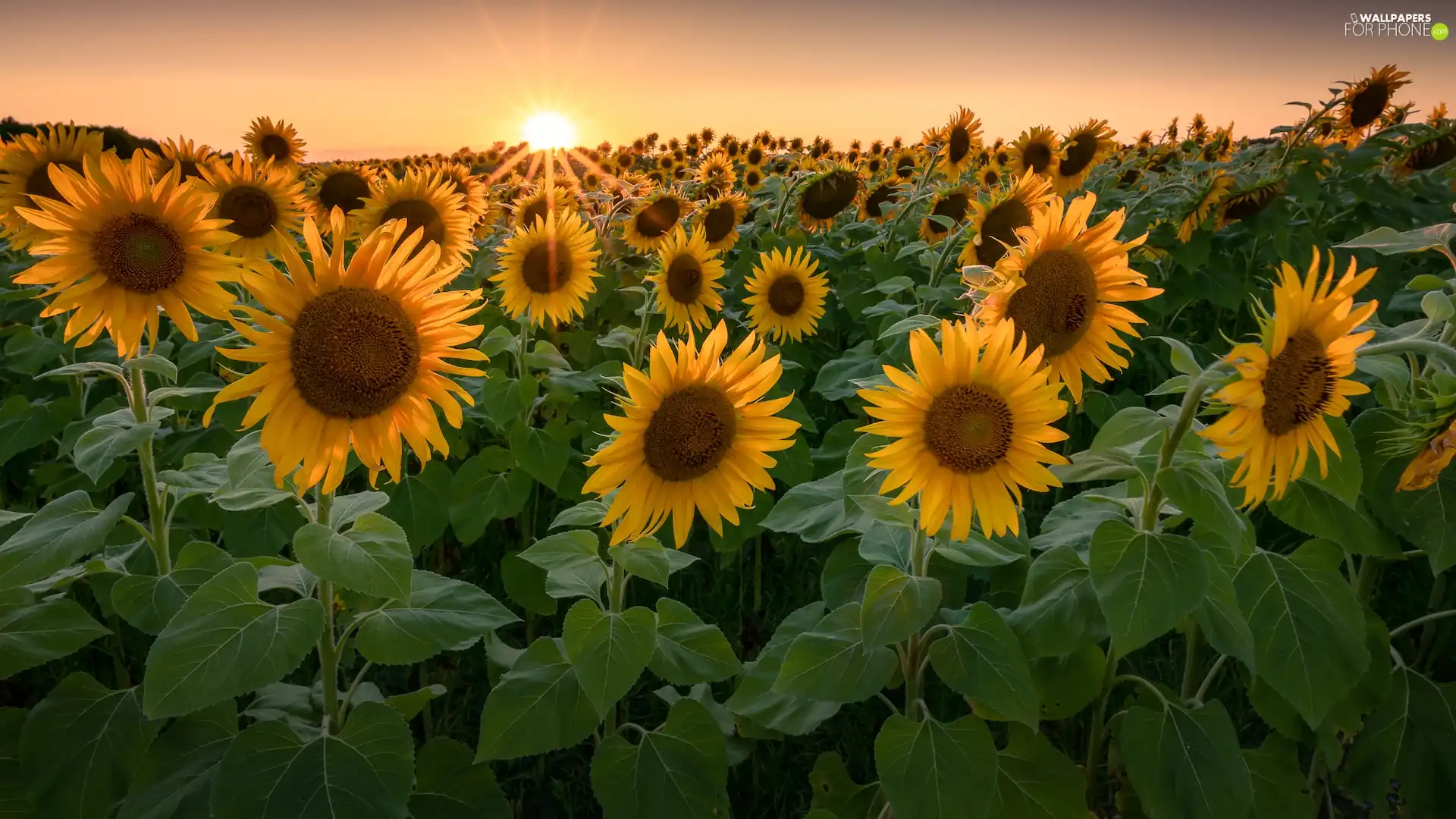 rays of the Sun, Field, Nice sunflowers