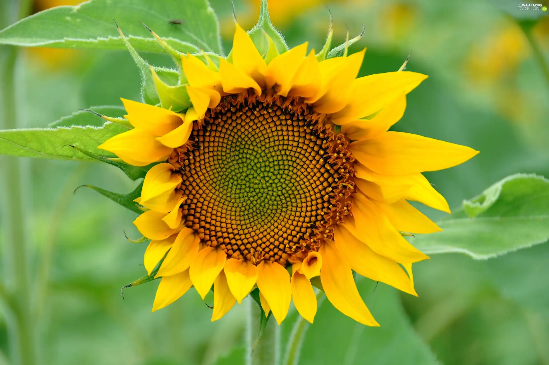 flower, Sunflower