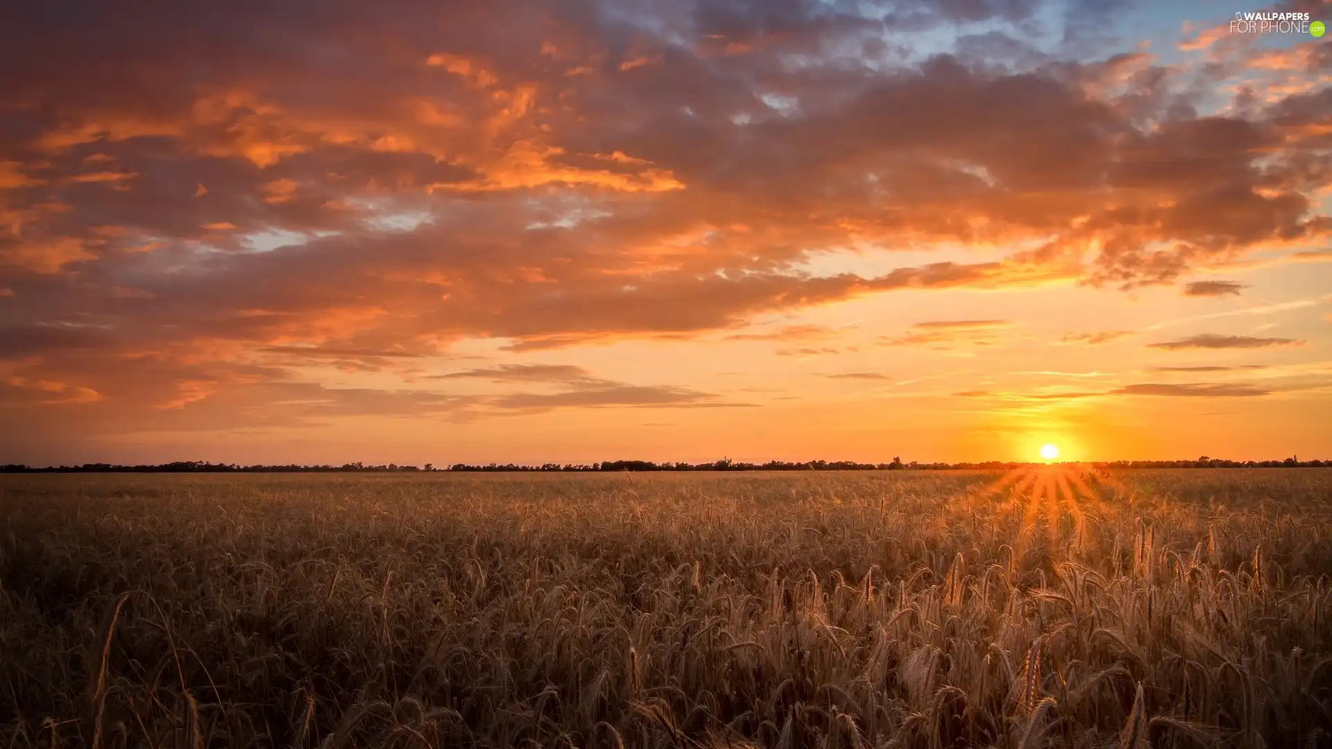 Great Sunsets, corn, clouds, Cornfield