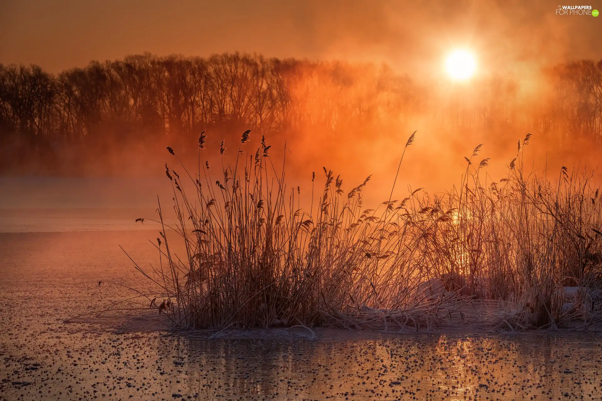 rushes, trees, lake, viewes, Fog, grass, Great Sunsets