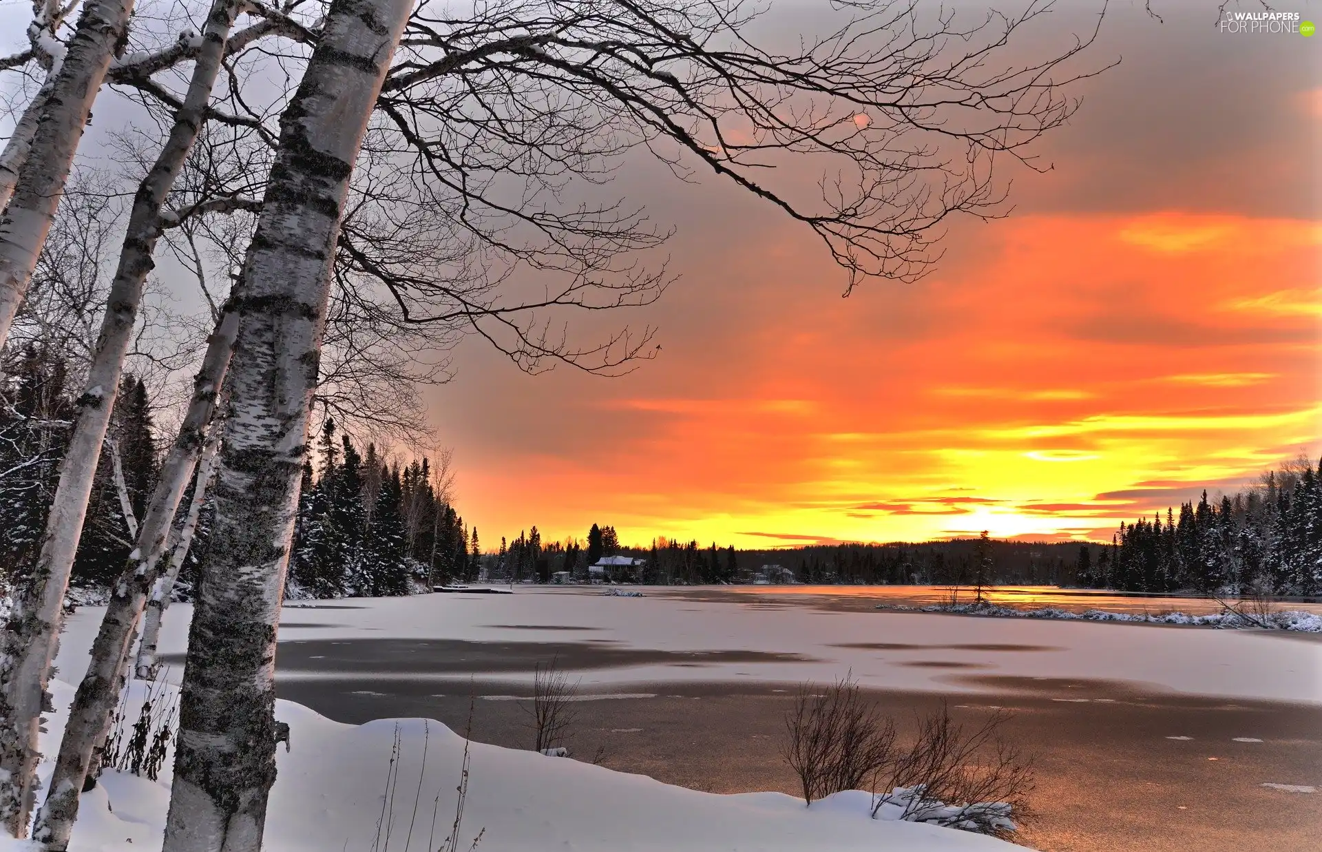 birch, forest, Great Sunsets, lake, winter