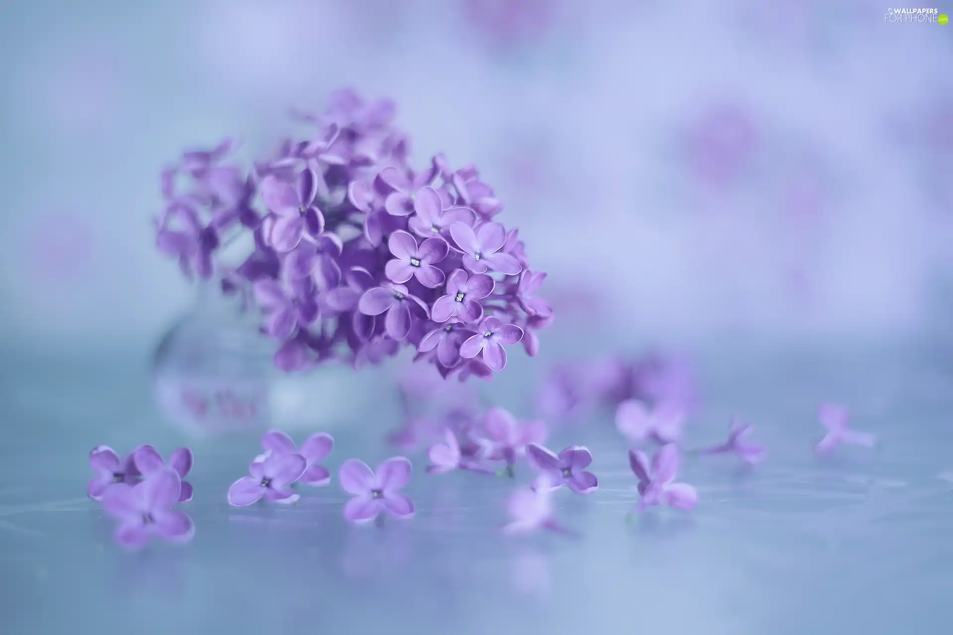 without, purple, Flowers, Syringa