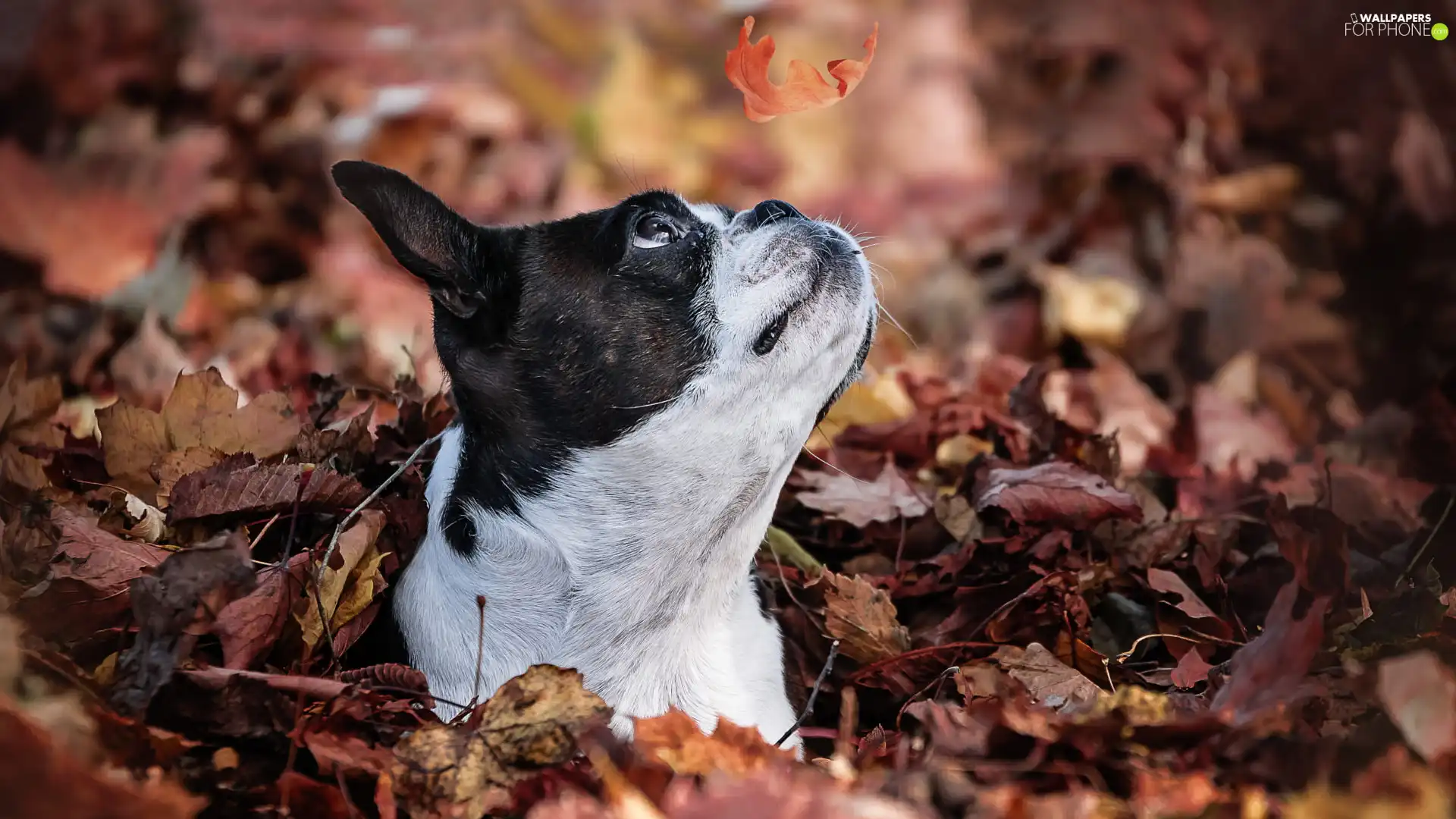 leaf, dog, Boston Terrier