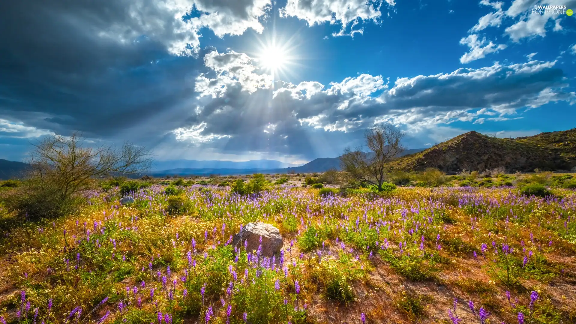 purple, Flowers, clouds, trees, rays of the Sun, Meadow, The Hills, VEGETATION