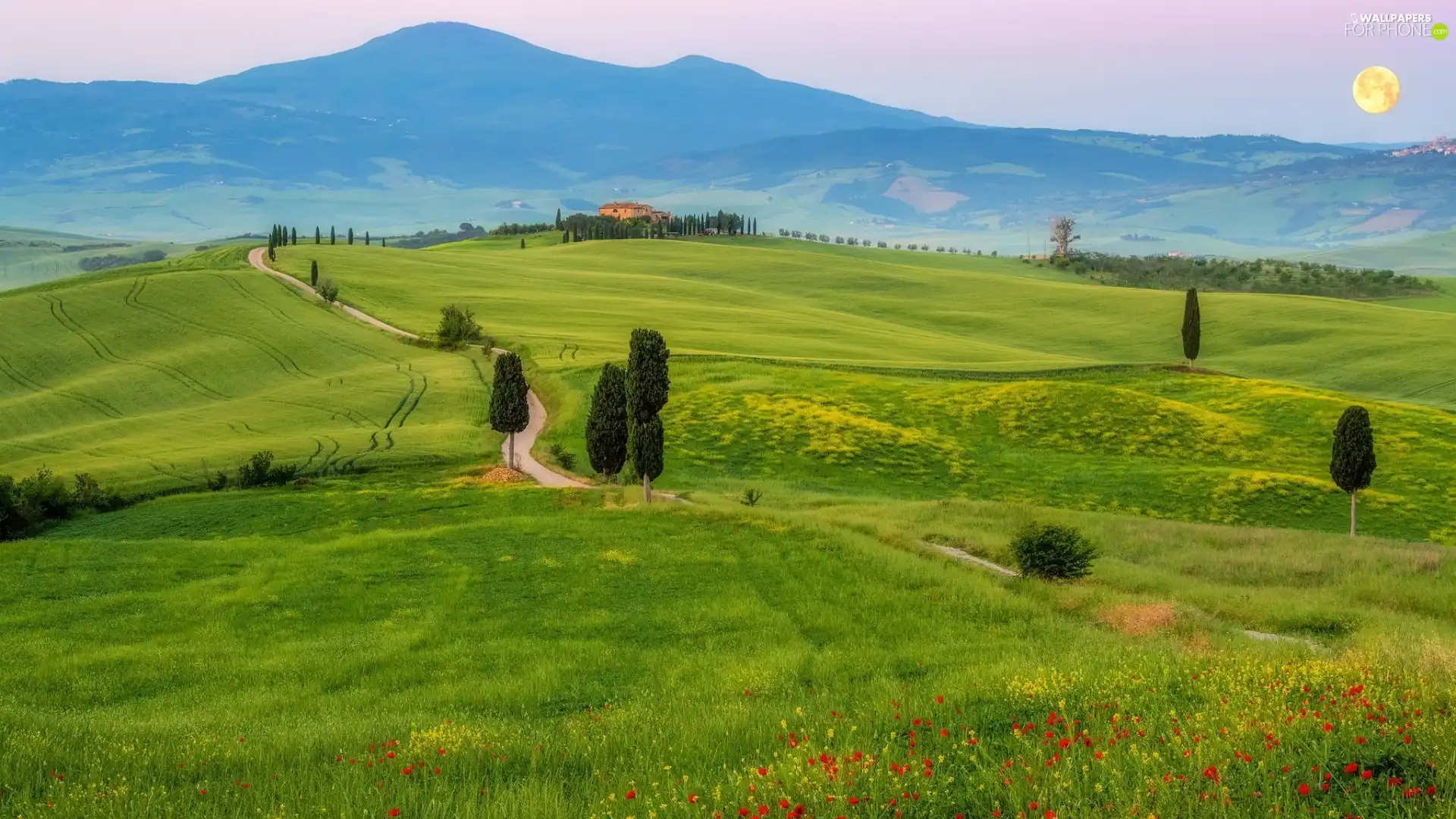 The Hills, Way, Great Sunsets, cypresses, Flowers, Tuscany, Italy, grass
