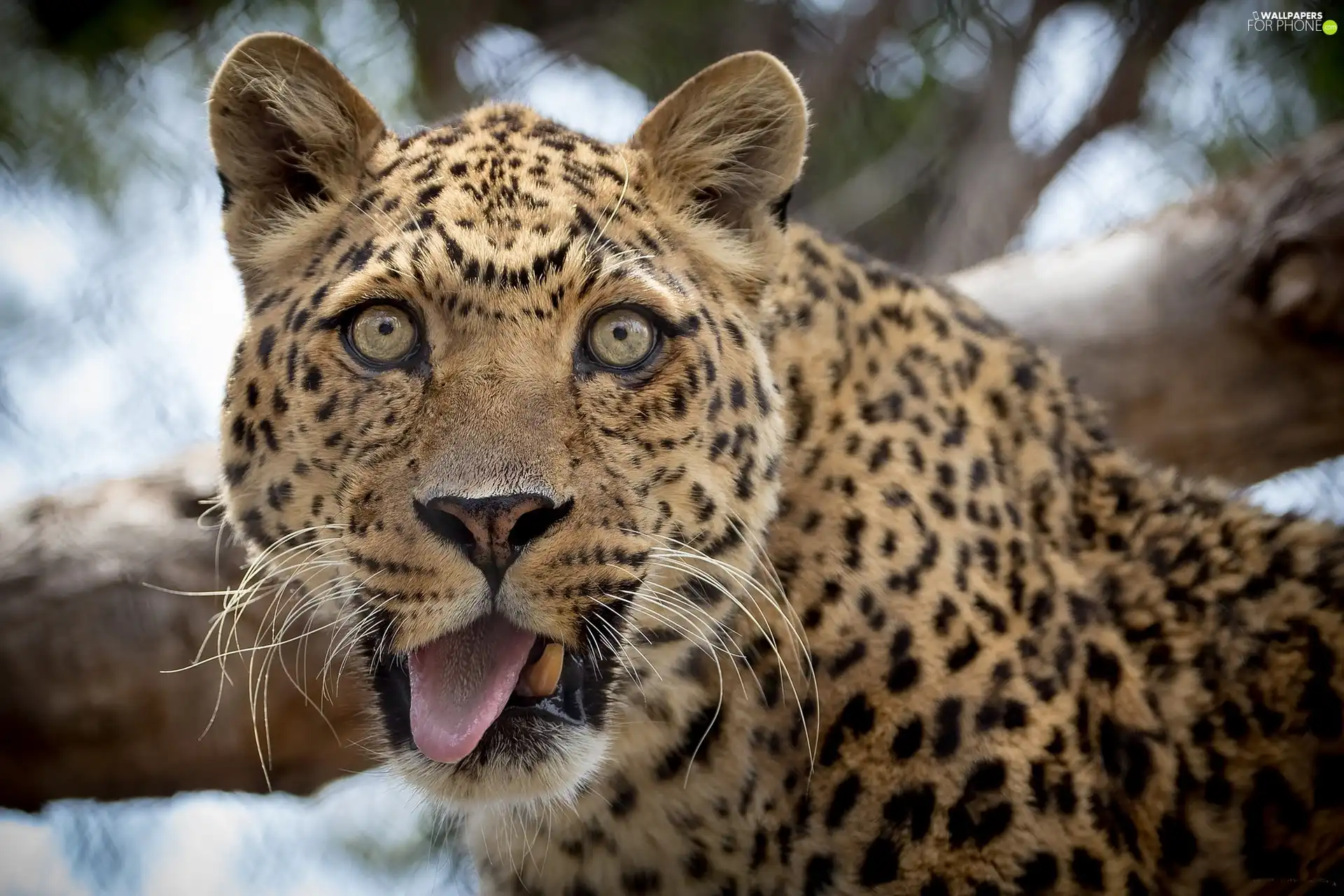 Tounge, Leopards, The look