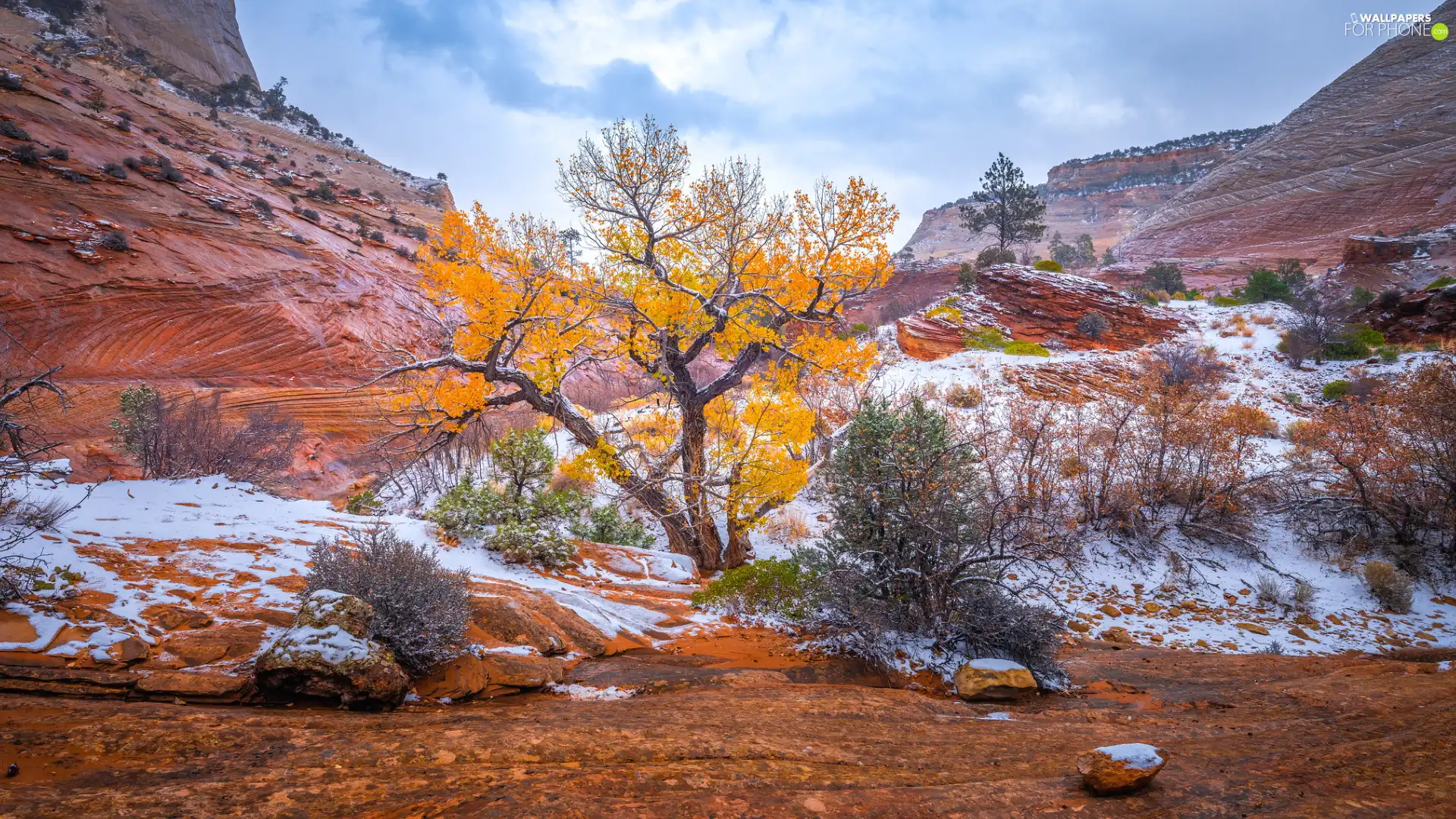 snow, Zion National Park, Yellowed, trees, Utah State, The United States, Mountains, rocks, Bush