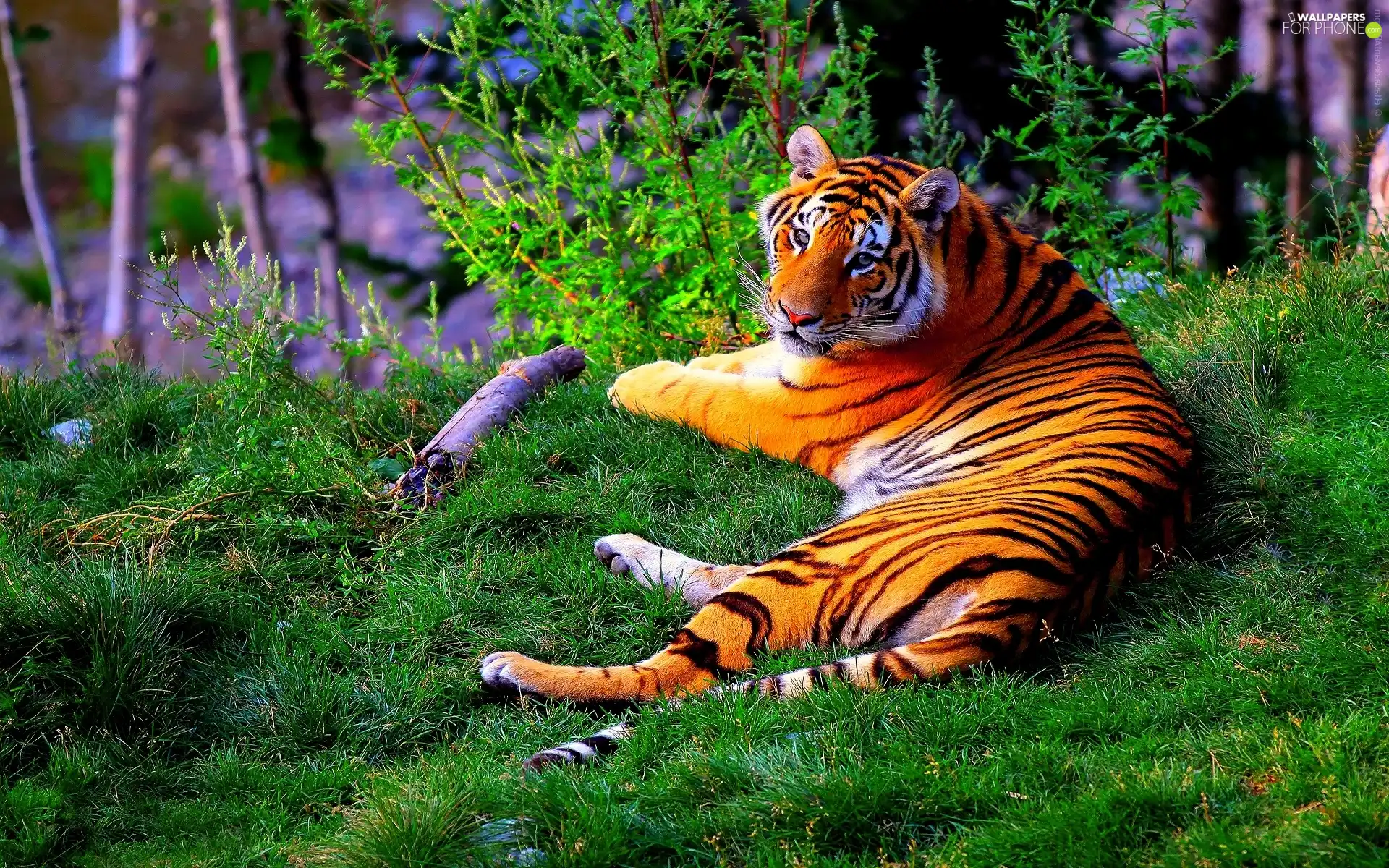 trees, lying, tiger, viewes
