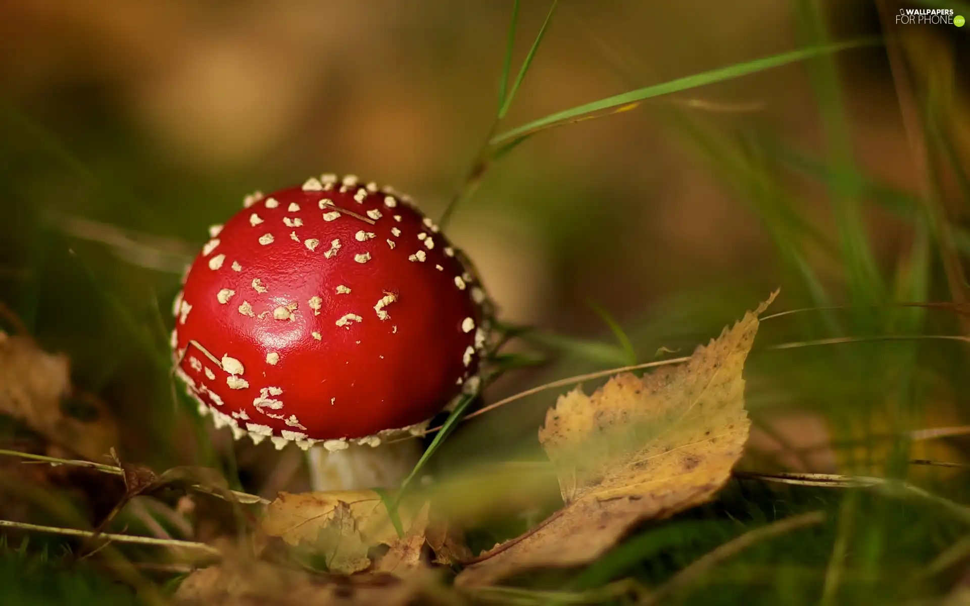 Red, toadstool