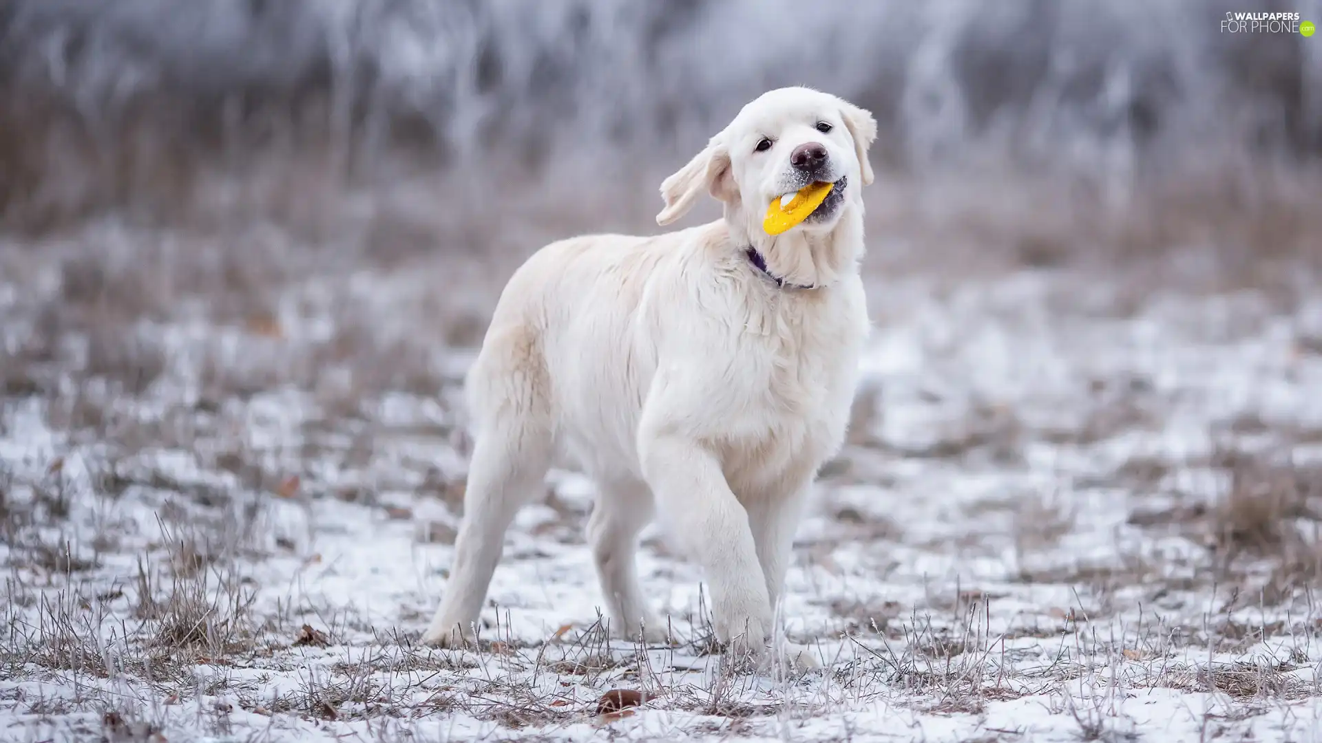 Puppy, toy, snow, Golden Retriever