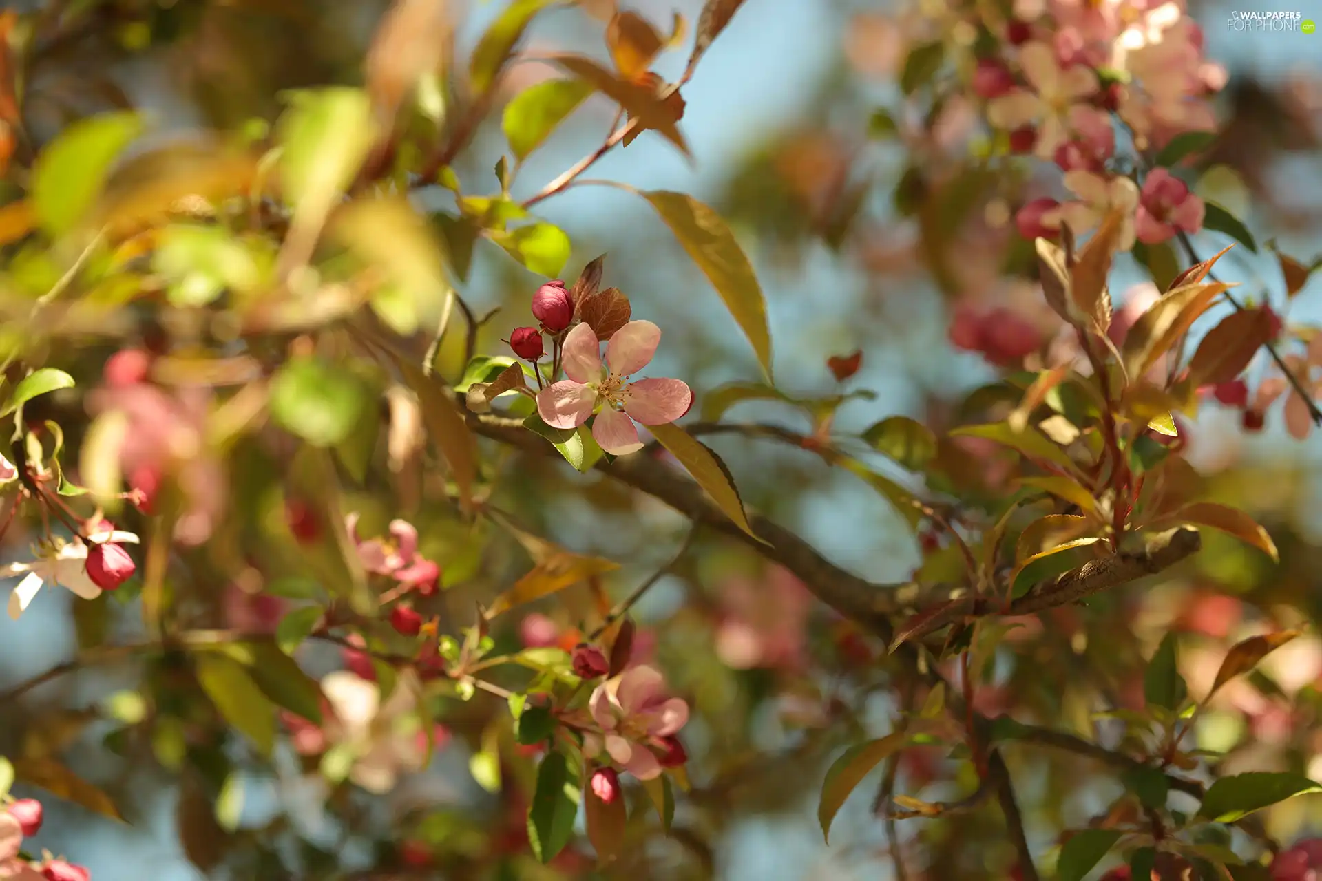 Pink, Buds, Fruit Tree, Colourfull Flowers