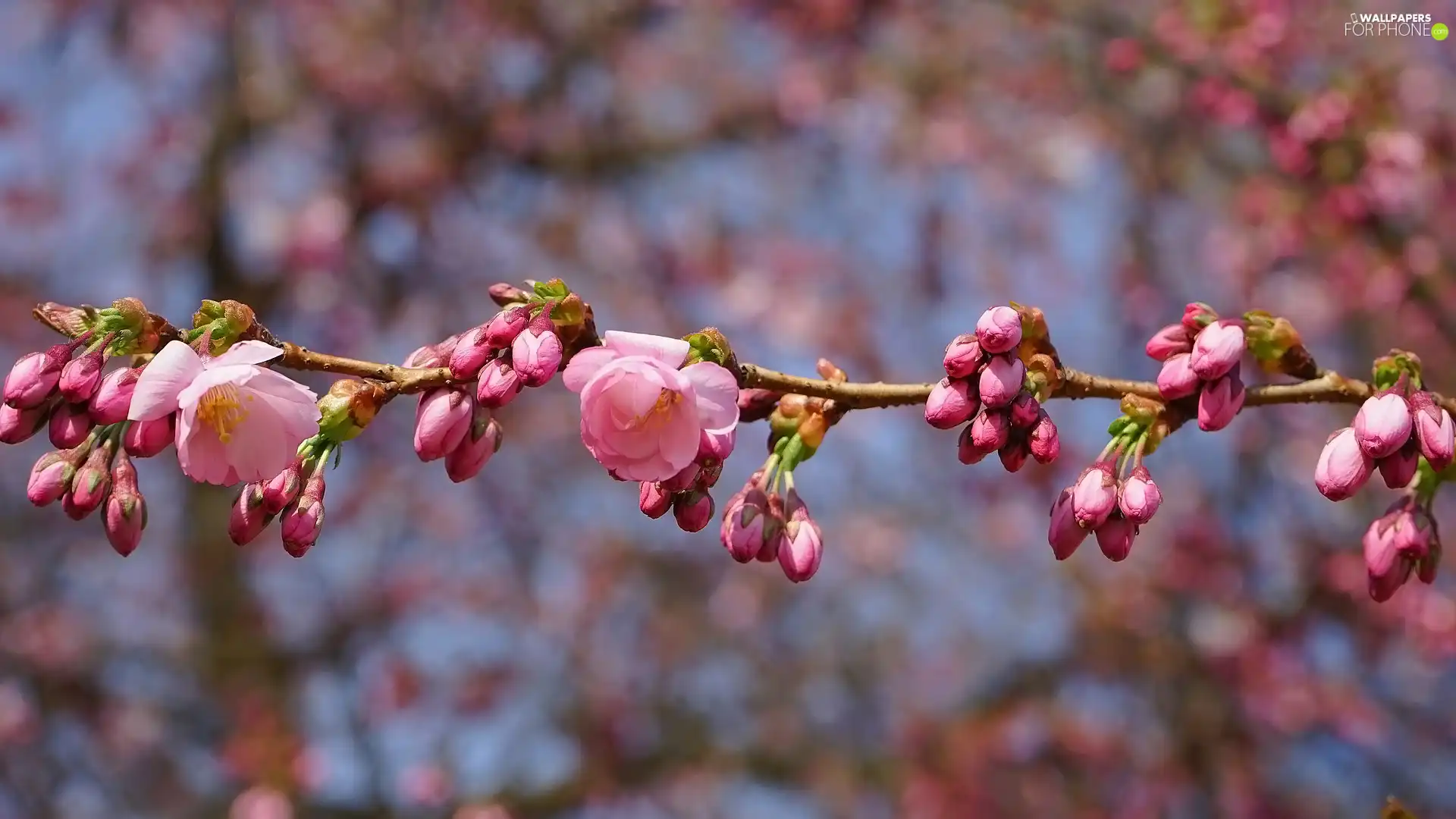 Flowers, Buds, Fruit Tree, Japanese Cherry, twig