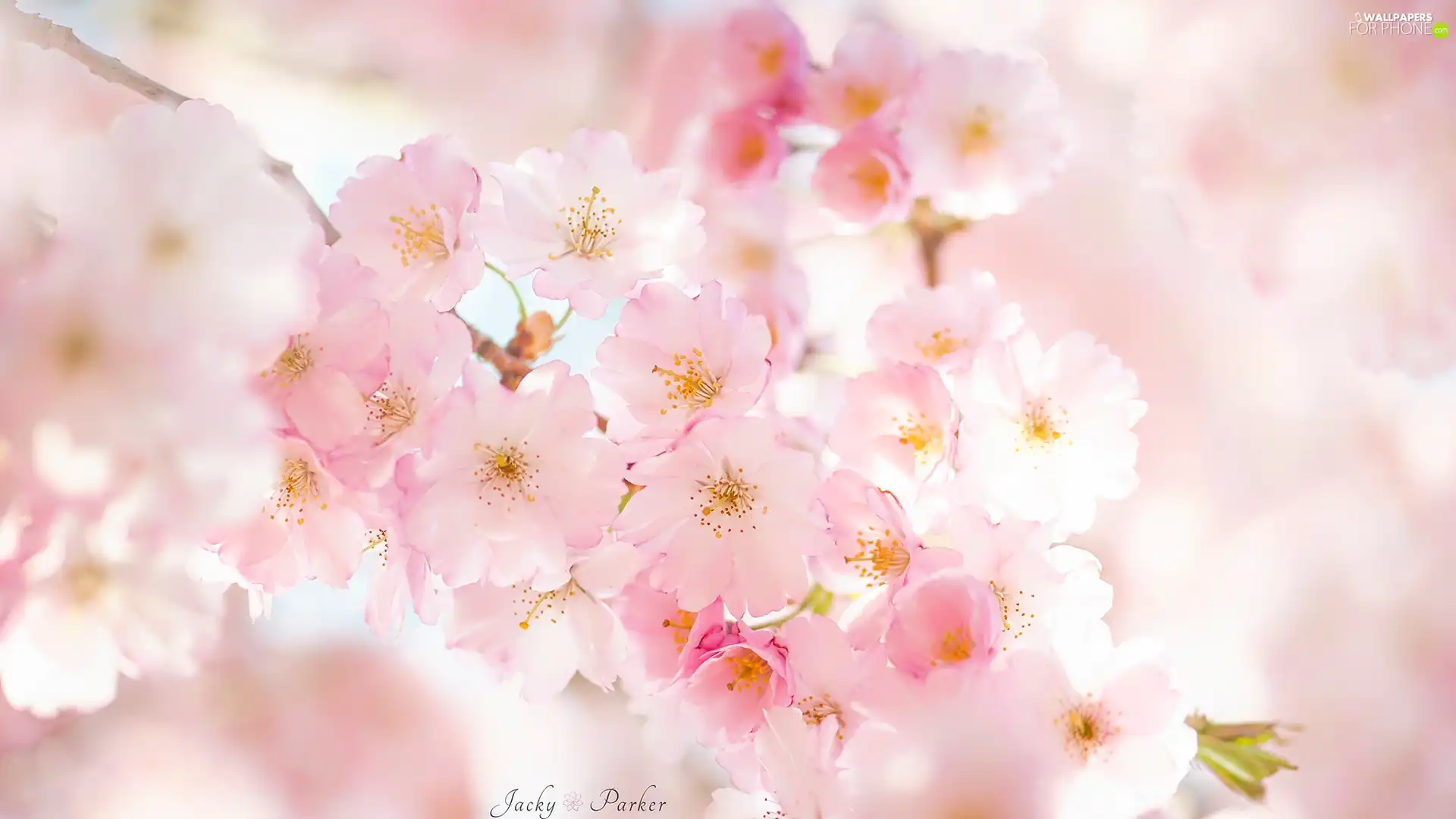 Pink, Flowers, Fruit Tree, cherry, twig
