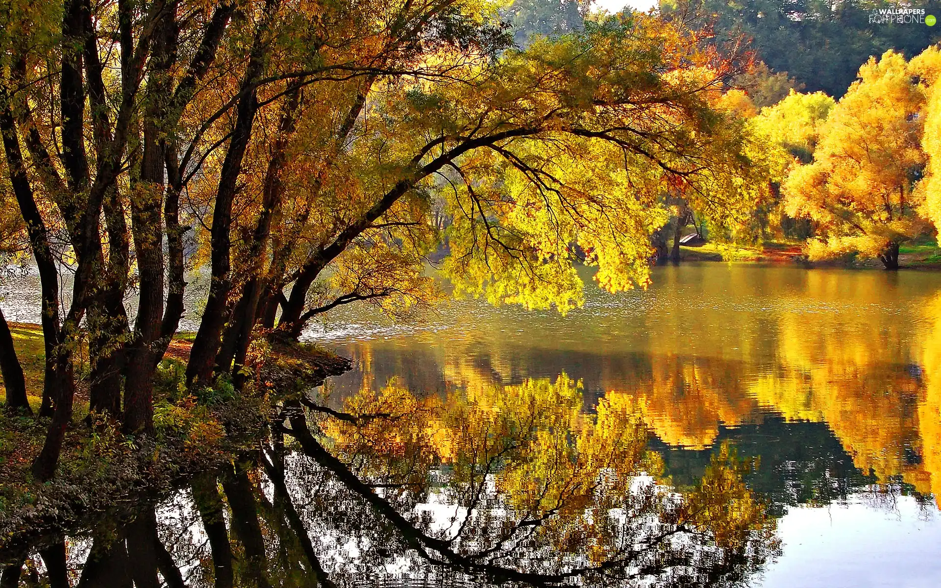 autumn, inclined, trees, River