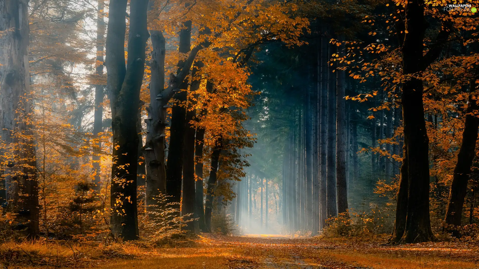trees, forest, rays of the Sun, autumn, viewes, Way