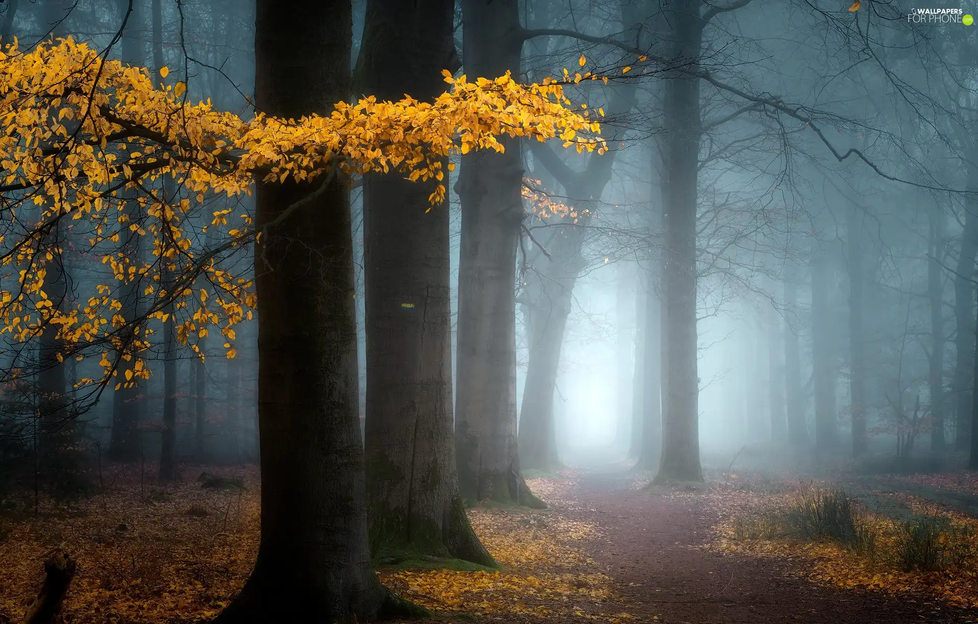 trees, forest, viewes, autumn, Leaf, Path, branch, Yellow, Fog