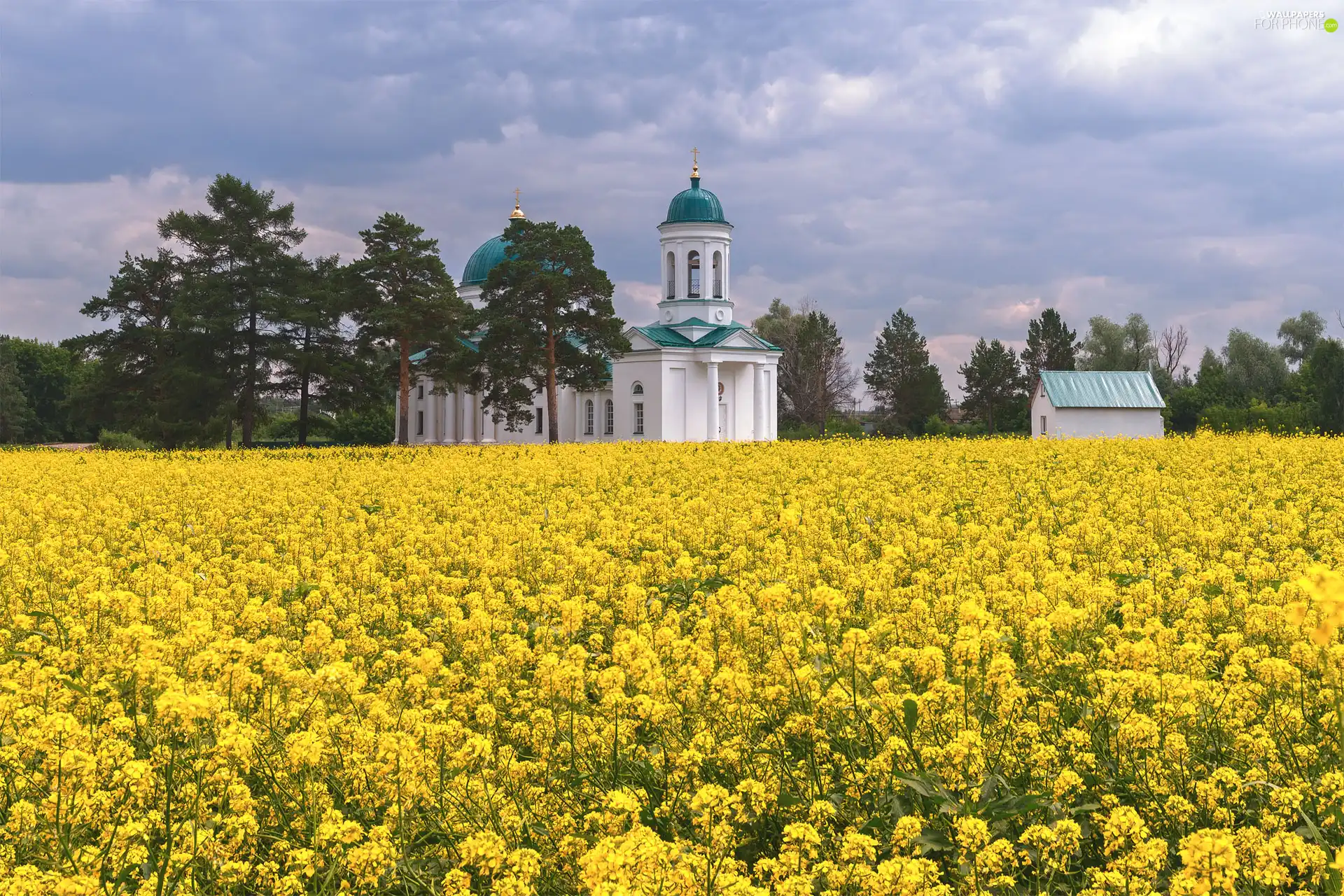Field, rape, clouds, Church, viewes, Flowers, Yellow, trees