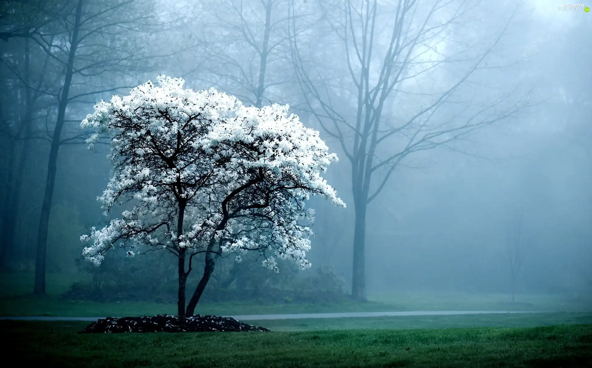 trees, Fog, flourishing
