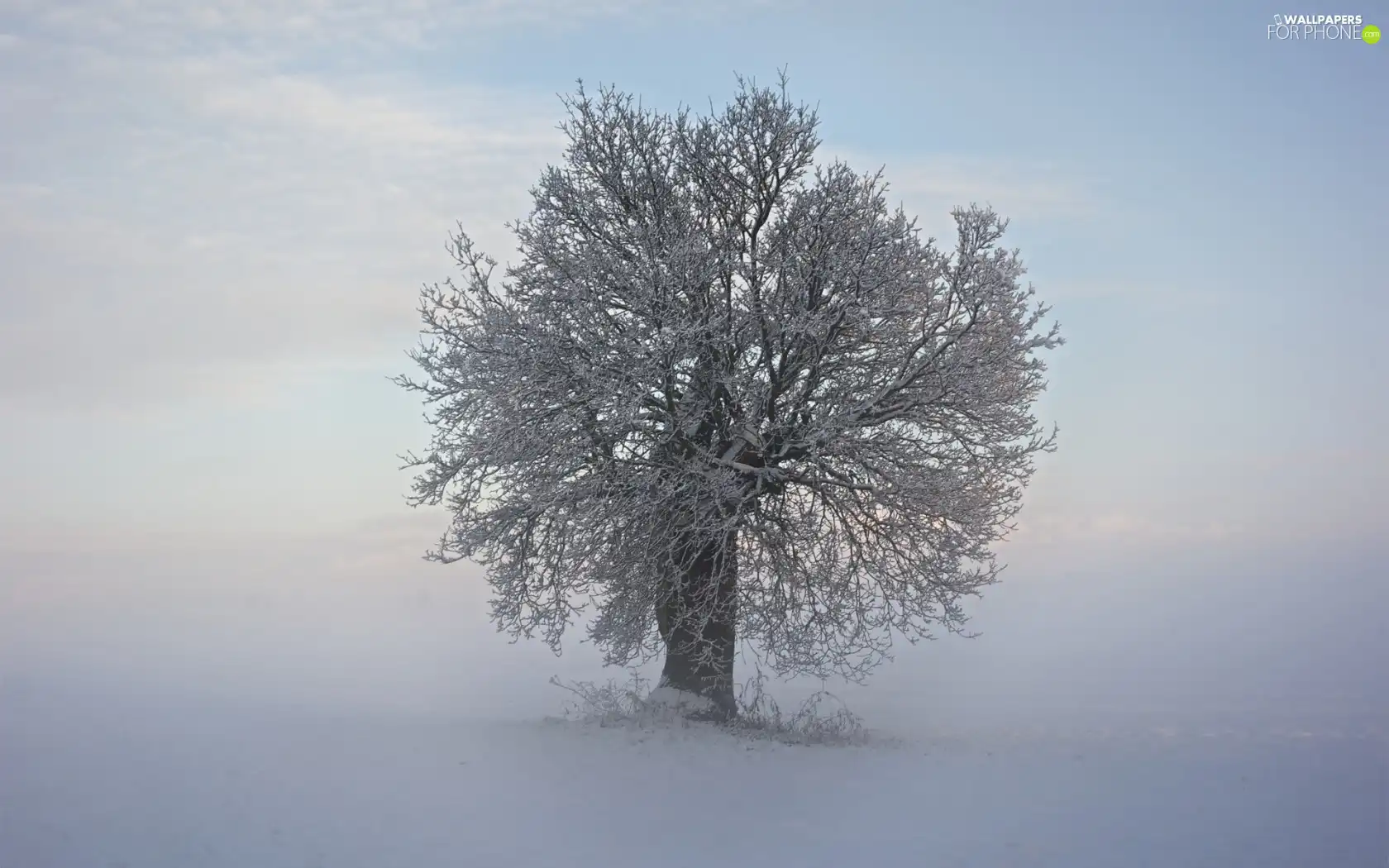 trees, winter, Fog