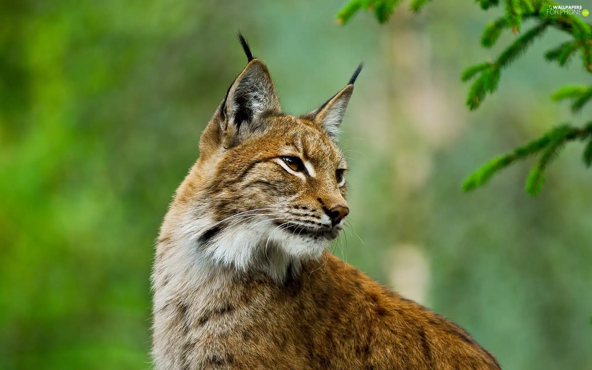 trees, Lynx, forest