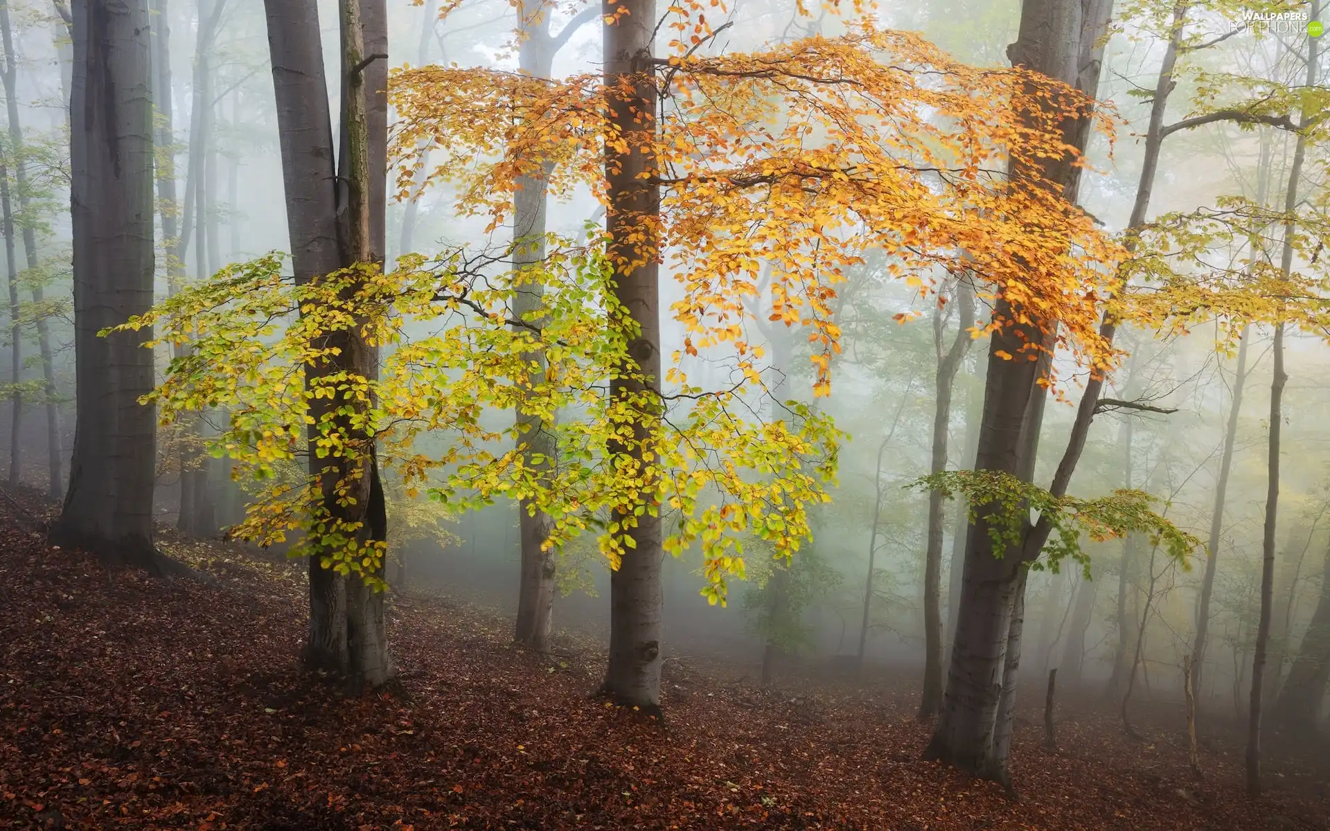 viewes, forest, Leaf, trees, autumn, color, Fog