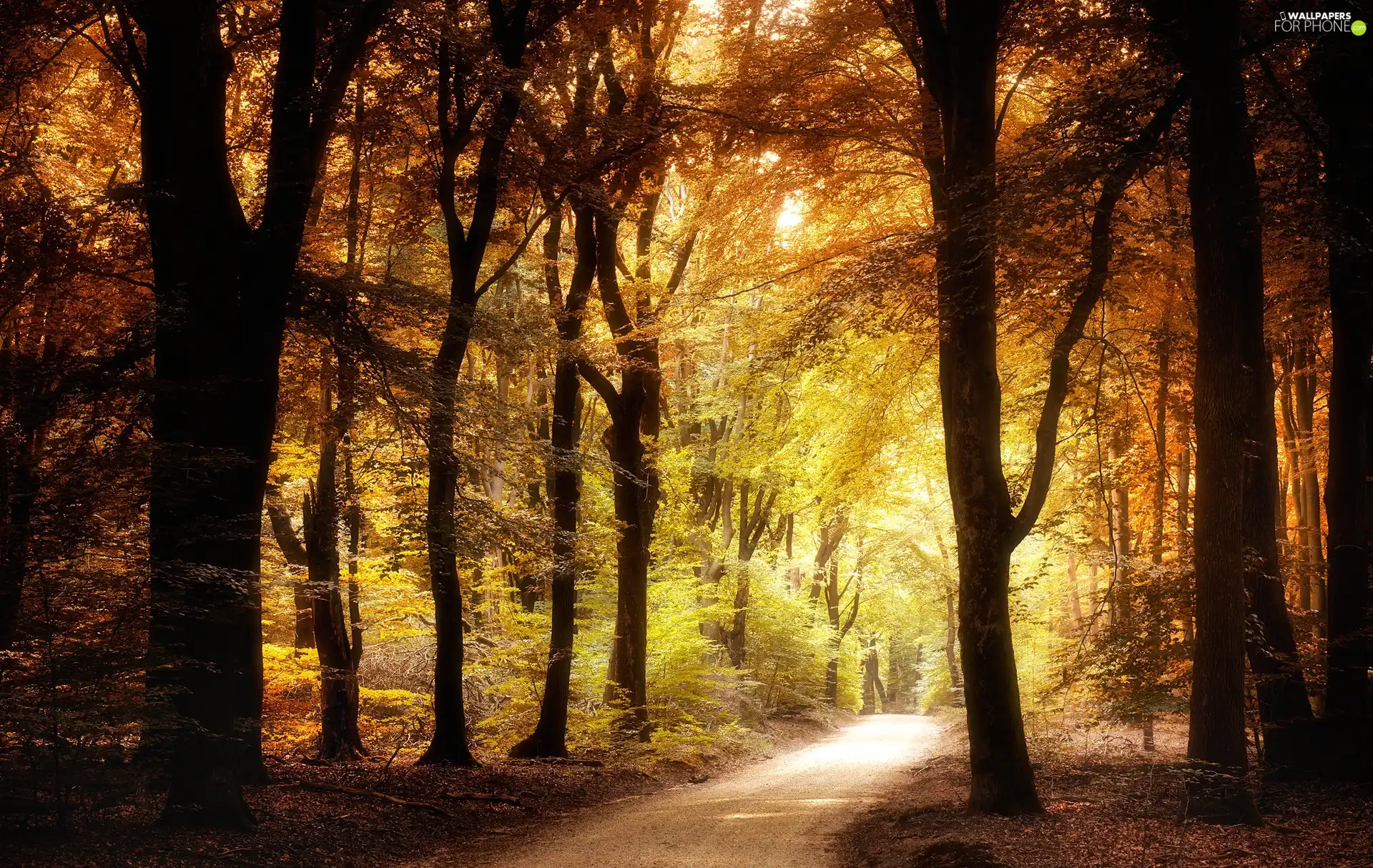 viewes, forest, Leaf, trees, autumn, Yellow, Way