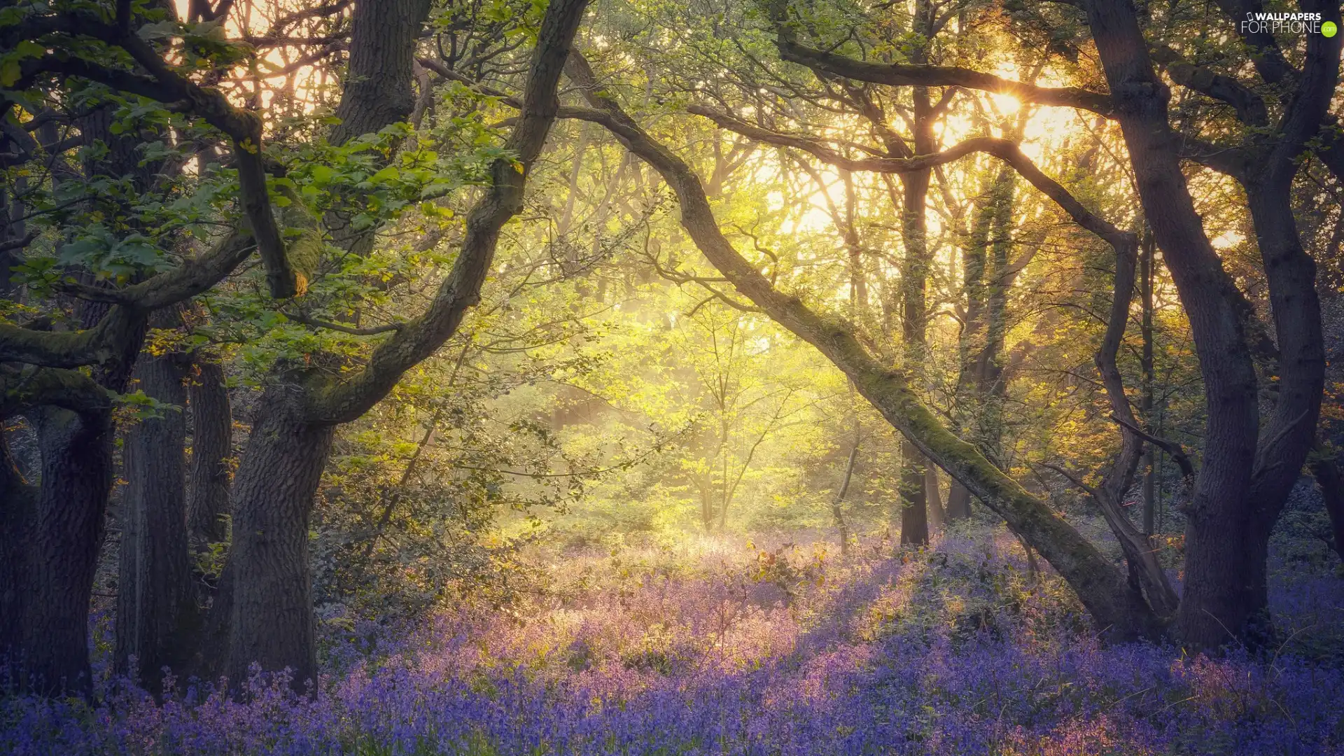 viewes, forest, morning, trees, Spring, Flowers, Fog