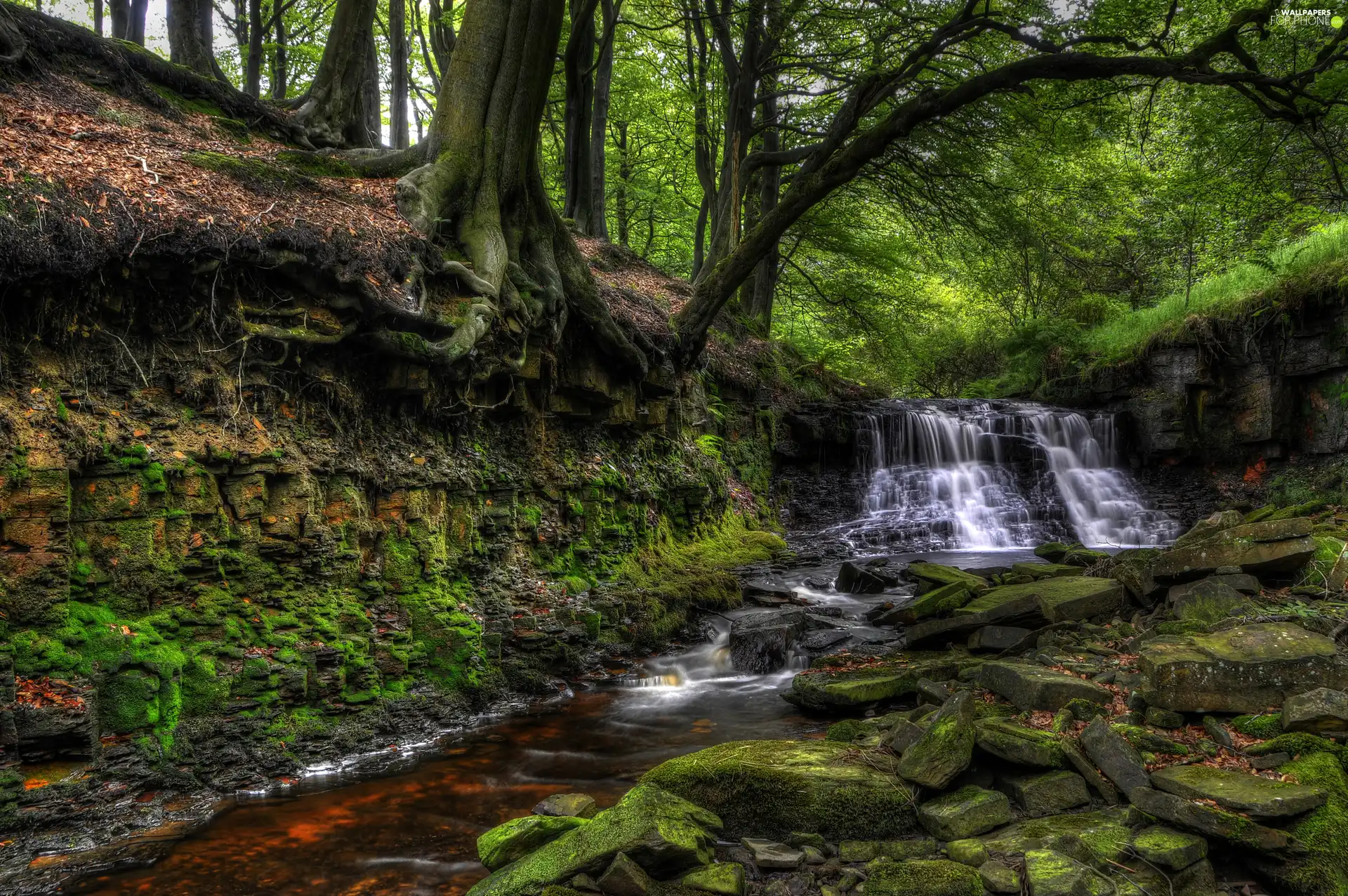 scarp, VEGETATION, mossy, waterfall, small, Stones, viewes, forest, rocks, trees, River, stream