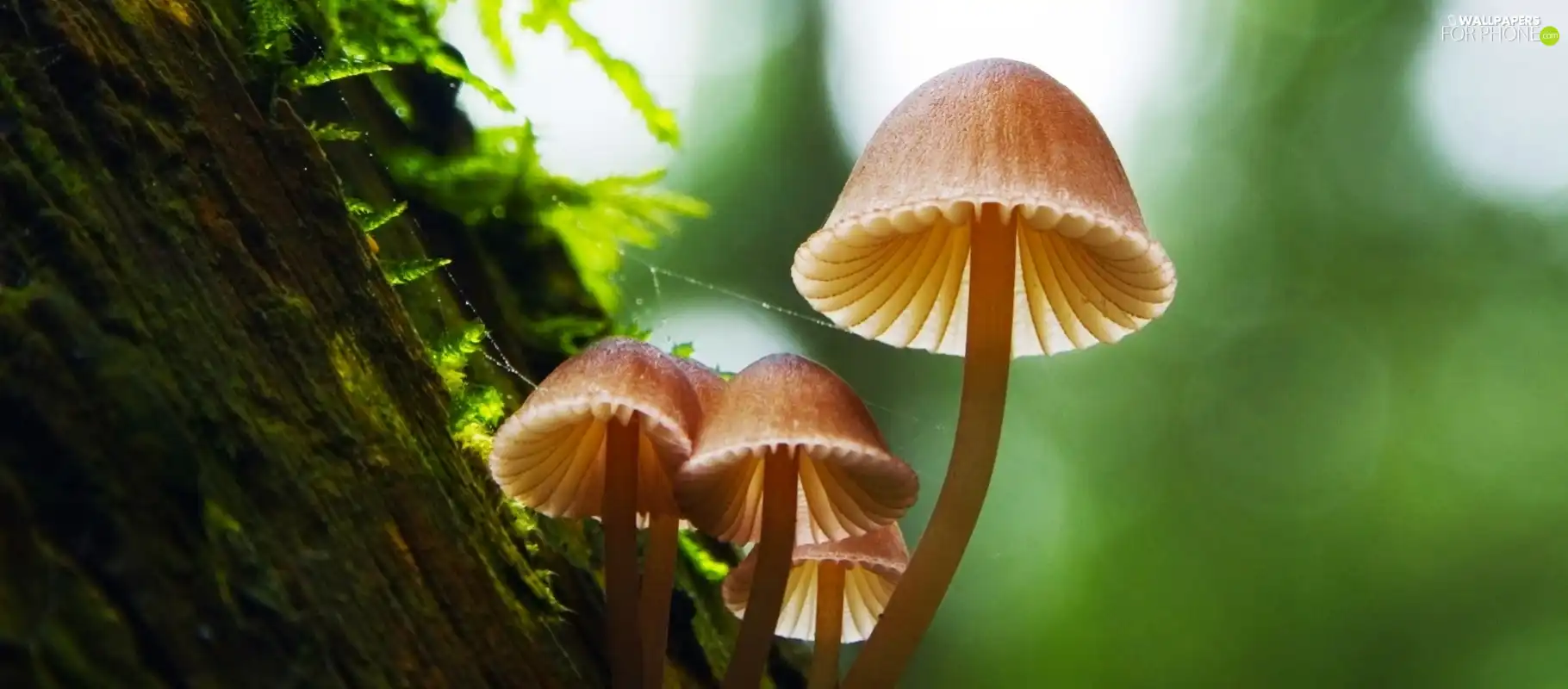 Mushrooms, trees