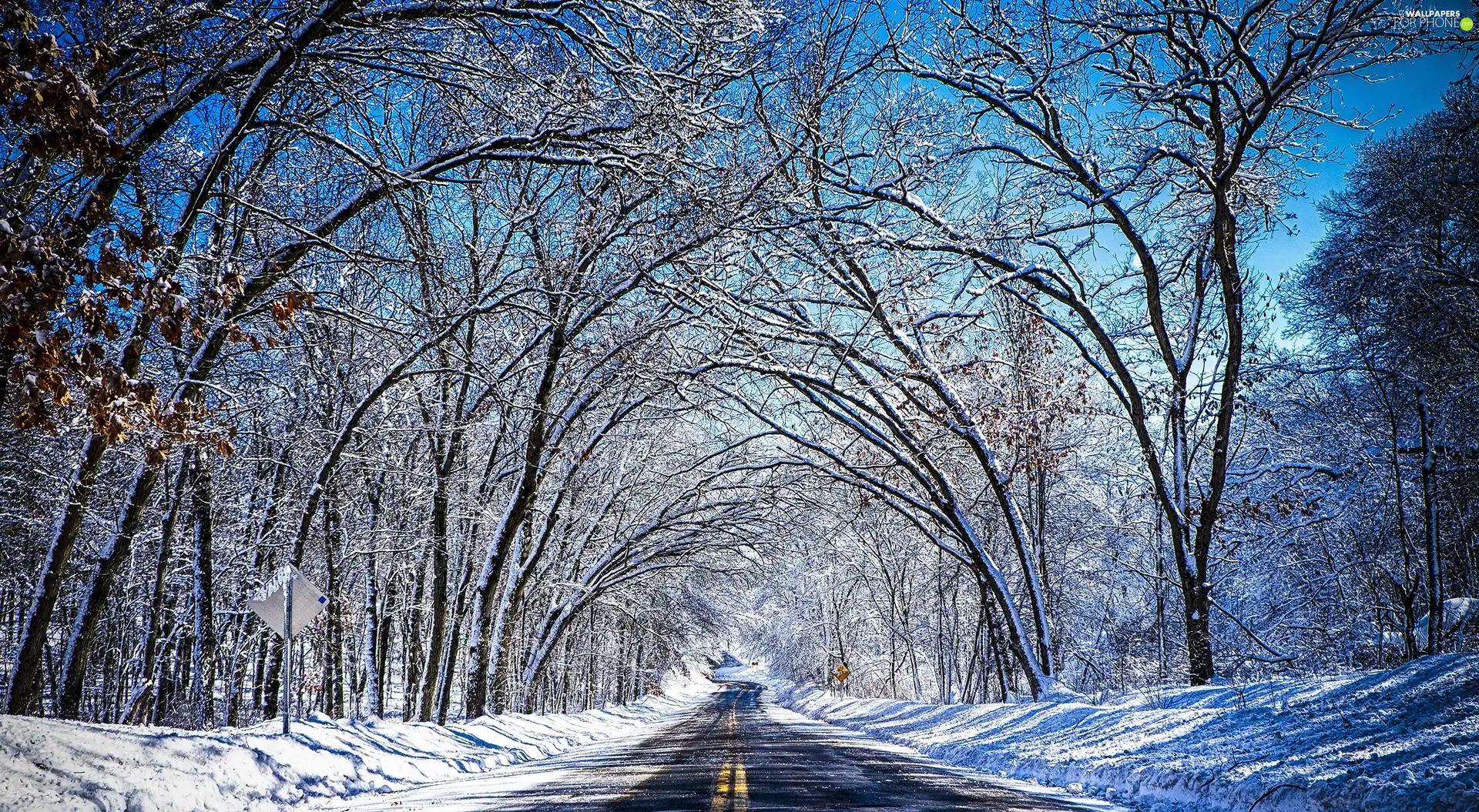 trees, viewes, winter, snow, Way