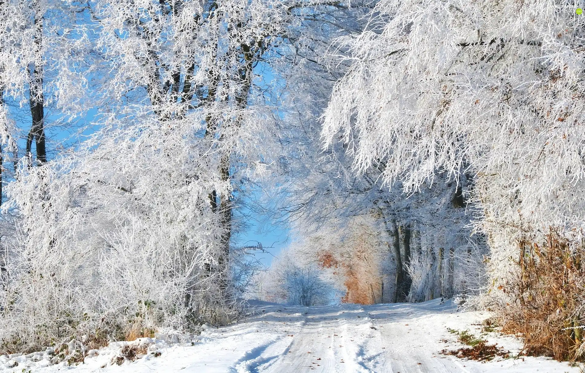 trees, viewes, Way, frosty, winter