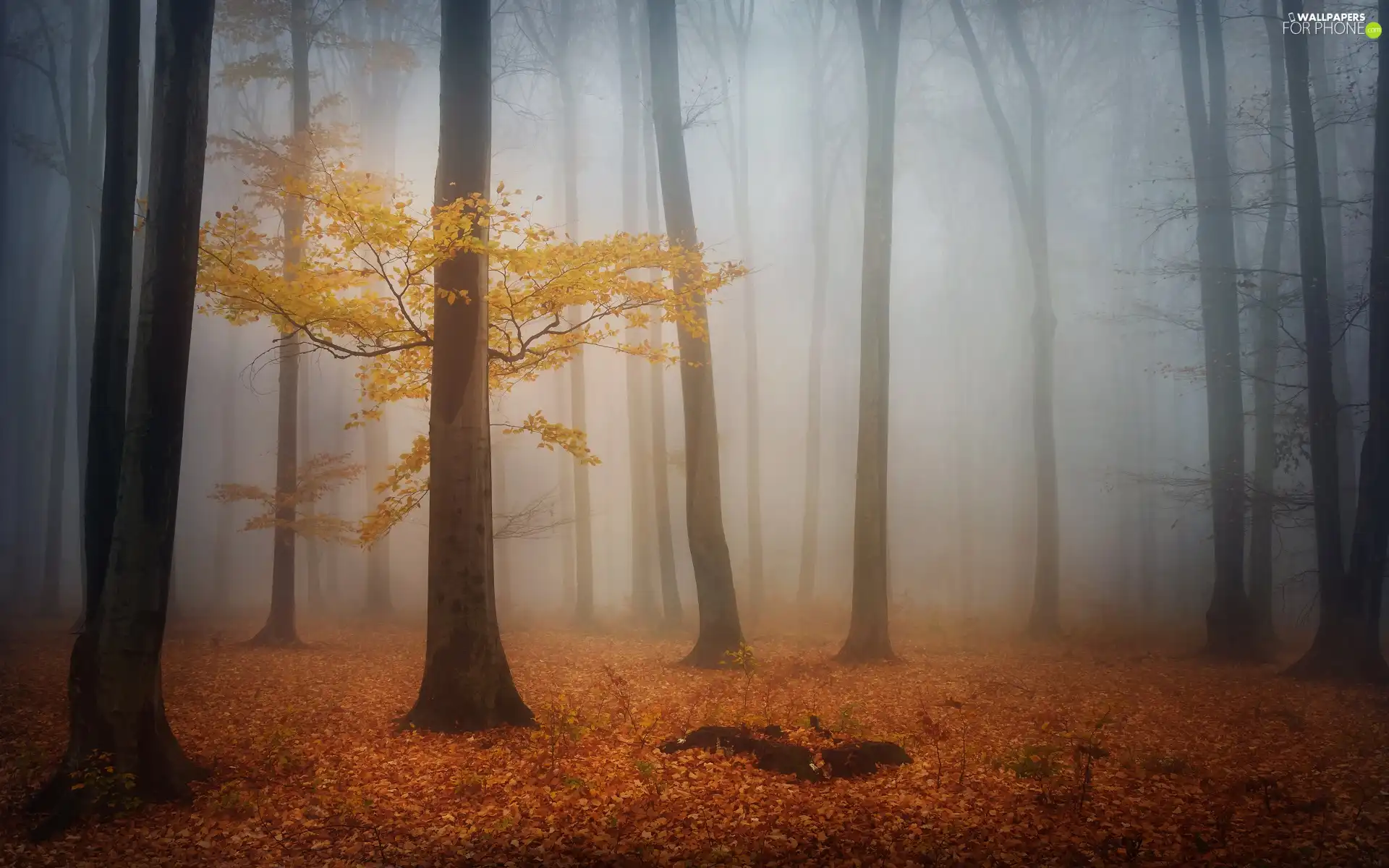 viewes, forest, Yellowed, trees, autumn, Fog, trees