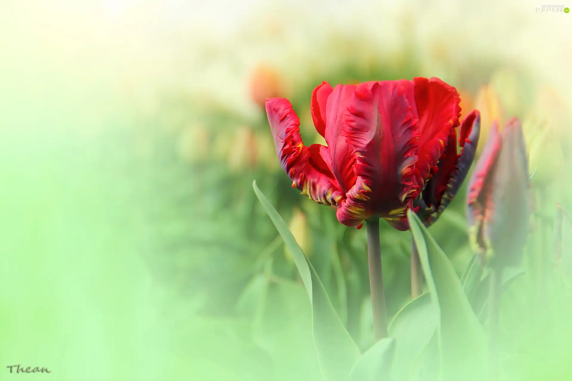 tulip, Red, frayed